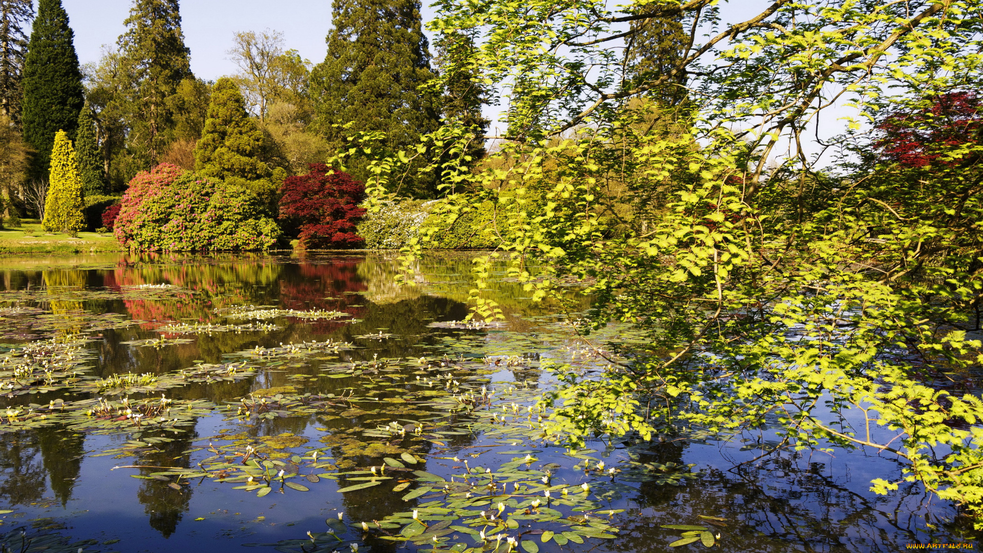 sheffield, park, garden, england, природа, парк, garden, sheffield, park, растения, england, пруд