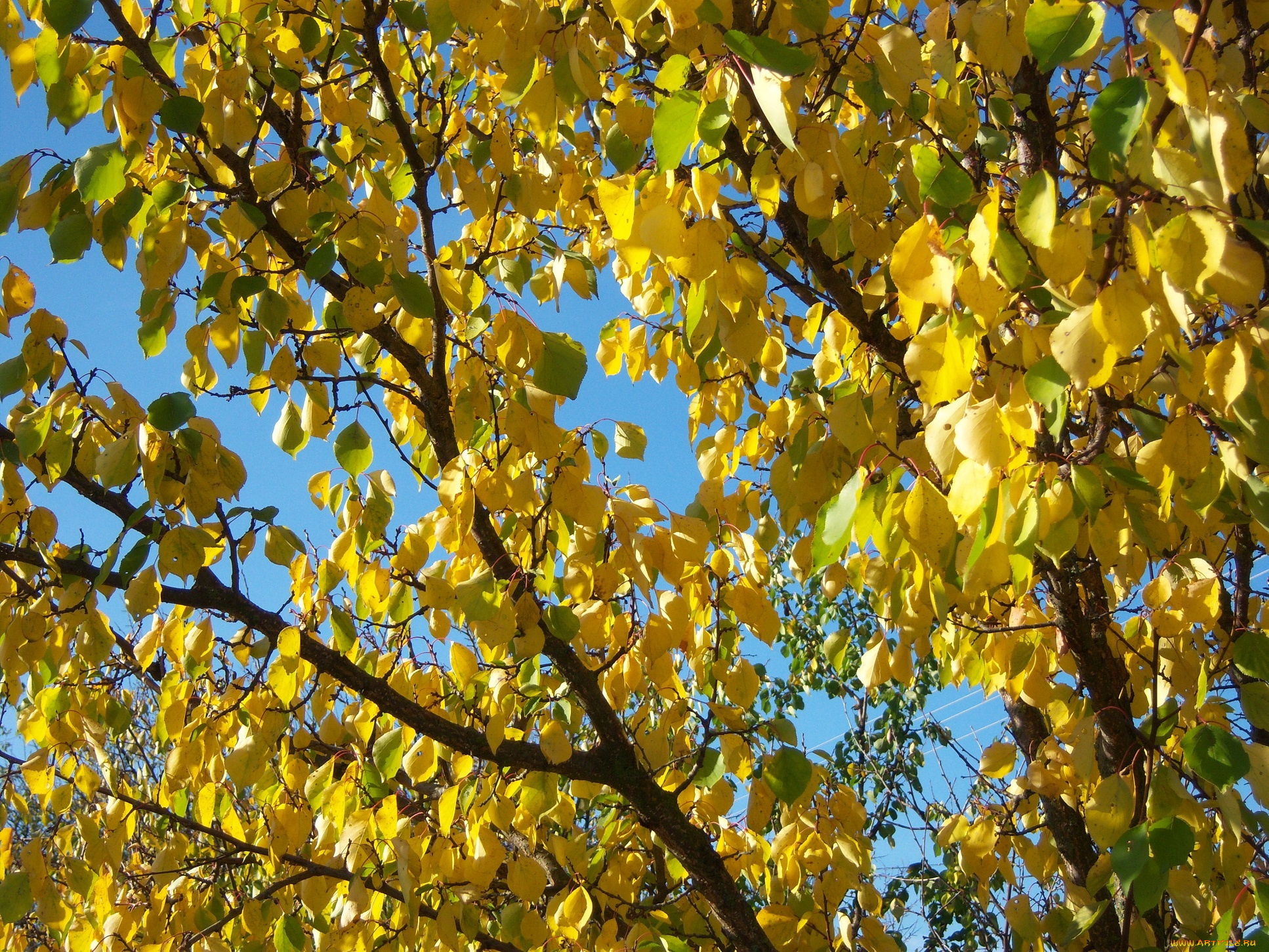 природа, листья, ярко, ветви, солнечно, осень, листва, жёлтые