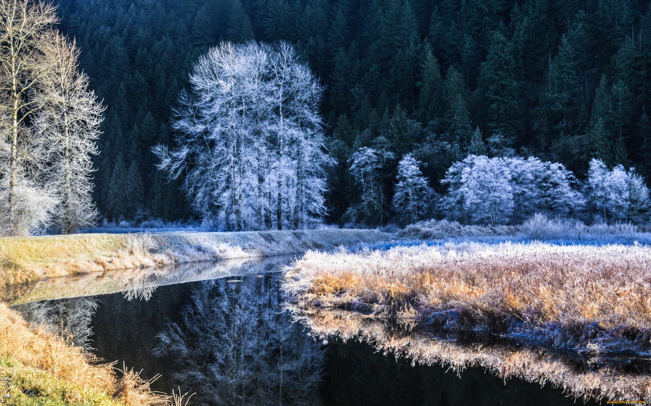 природа, зима, деревья, река, иней