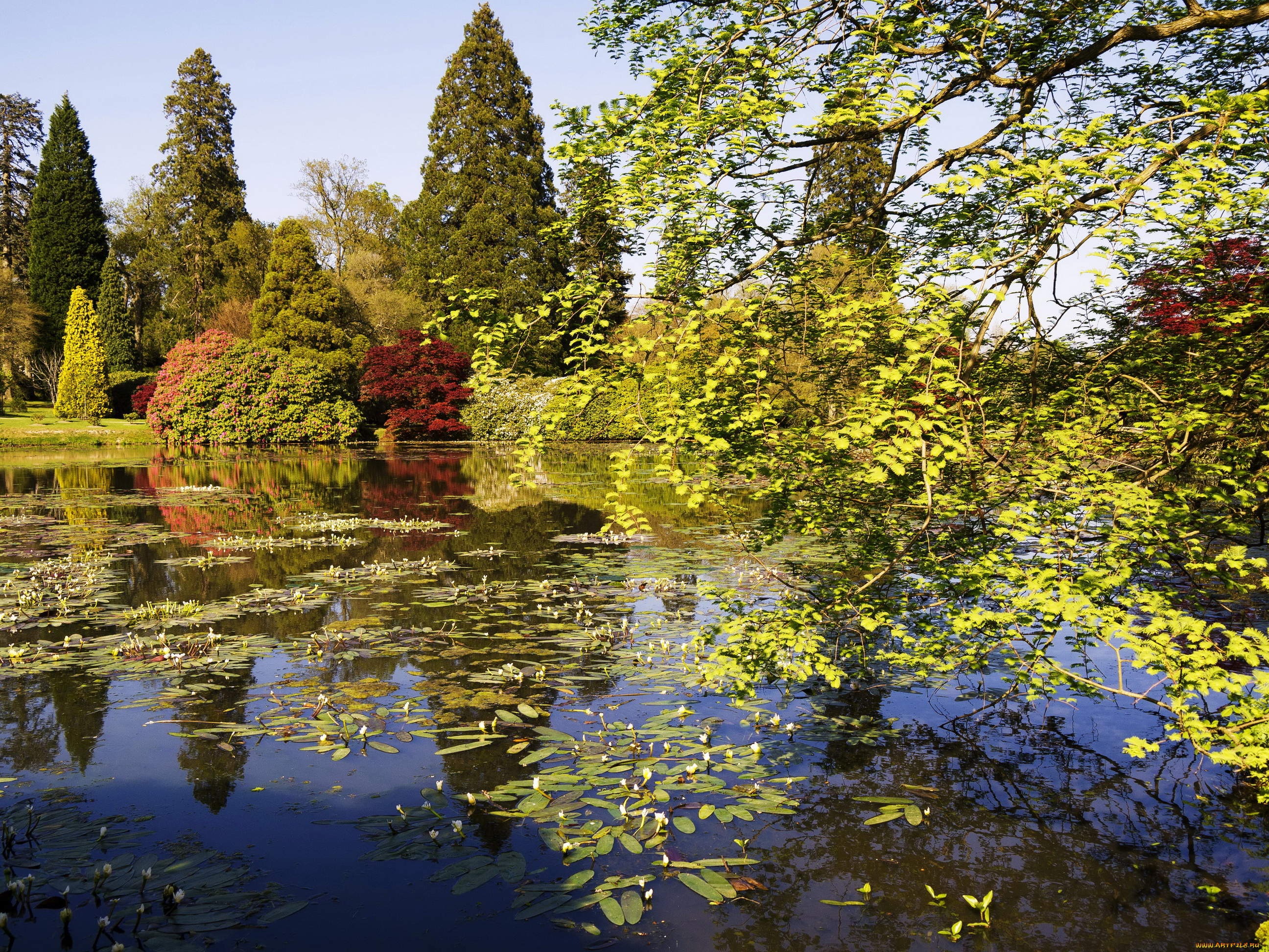 sheffield, park, garden, england, природа, парк, garden, sheffield, park, растения, england, пруд