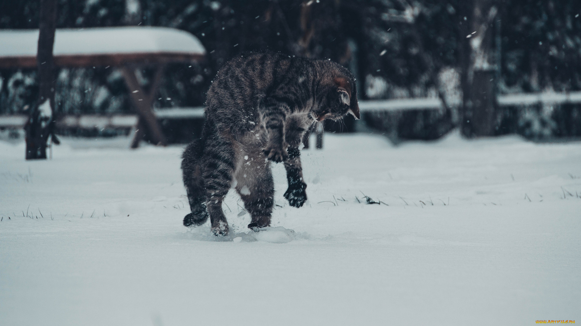 животные, коты, зима, снег, котяра, кошак, кот