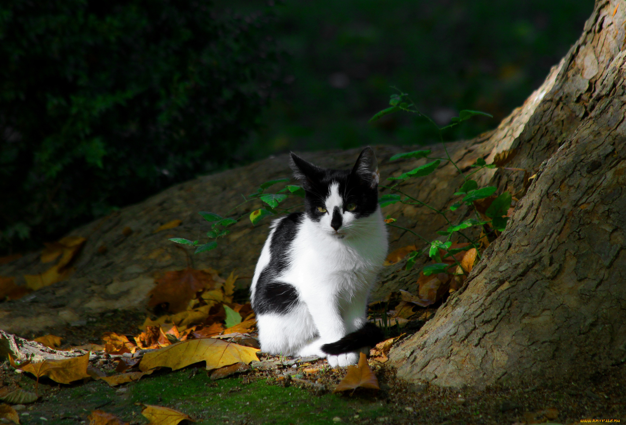 животные, коты, дерево, котэ, котяра, кошак