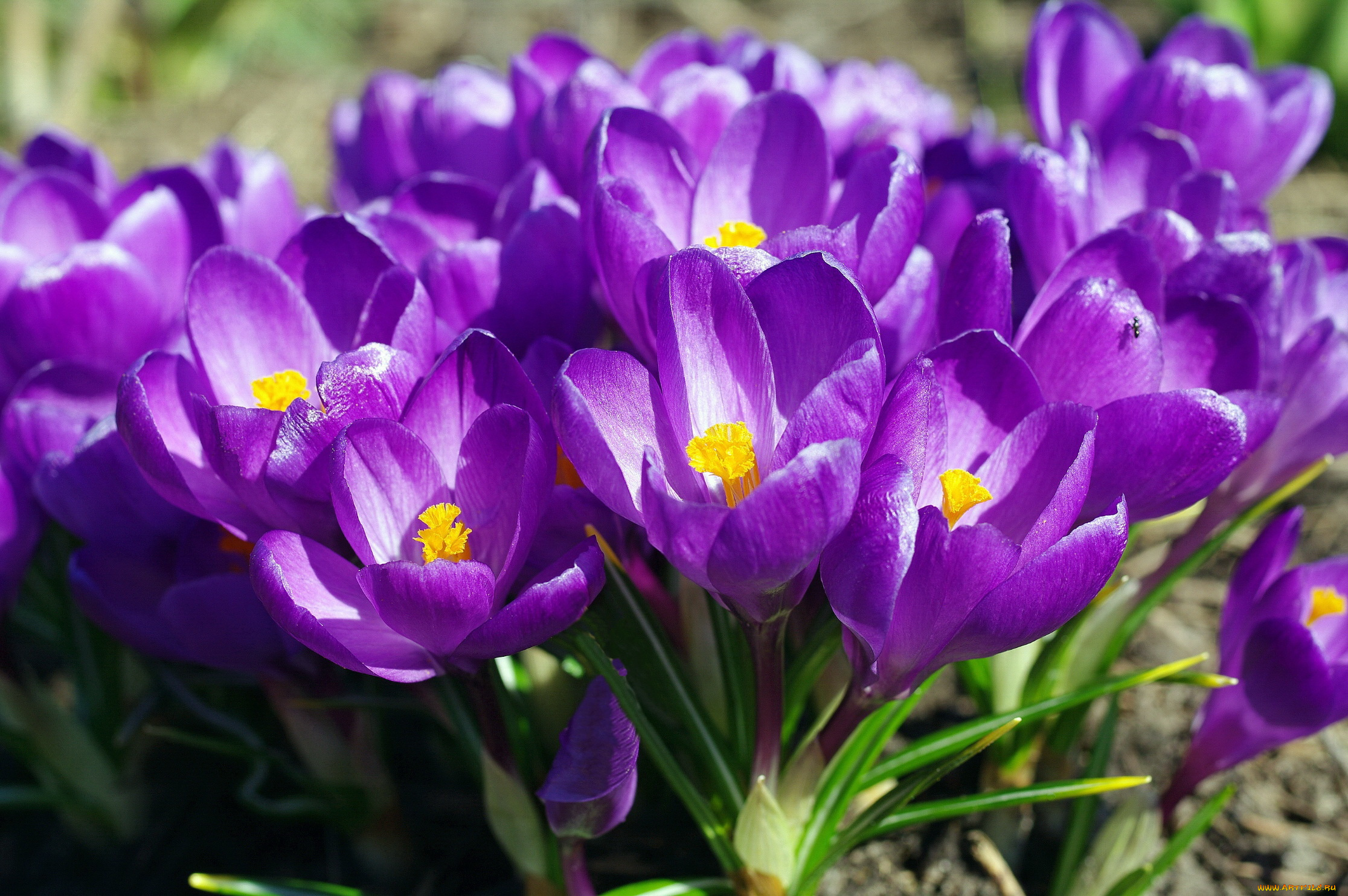 цветы, крокусы, весна, фиолетовый