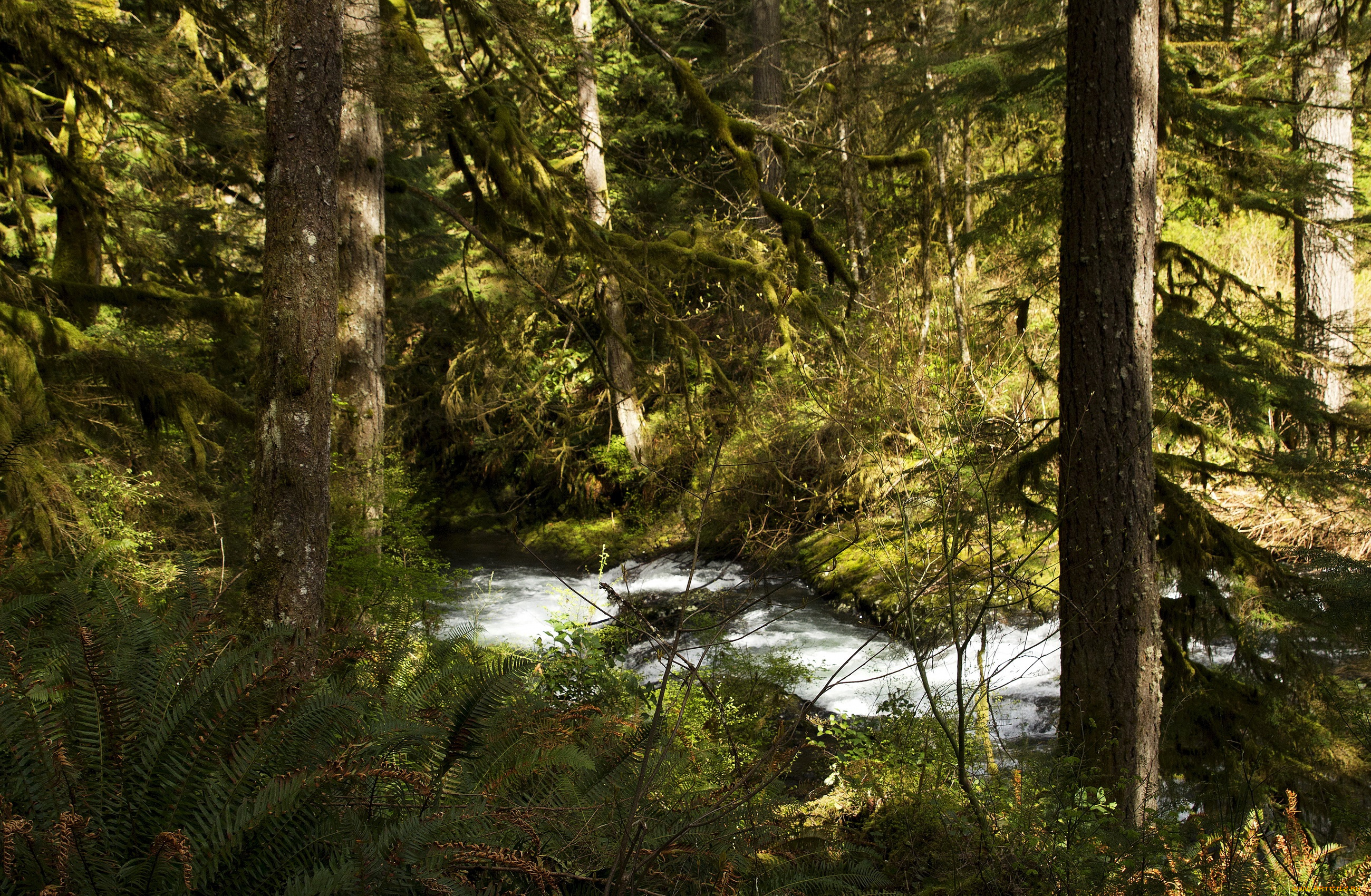 природа, реки, озера, лес, кусты, деревья, silver, falls, national, park, ручей, сша