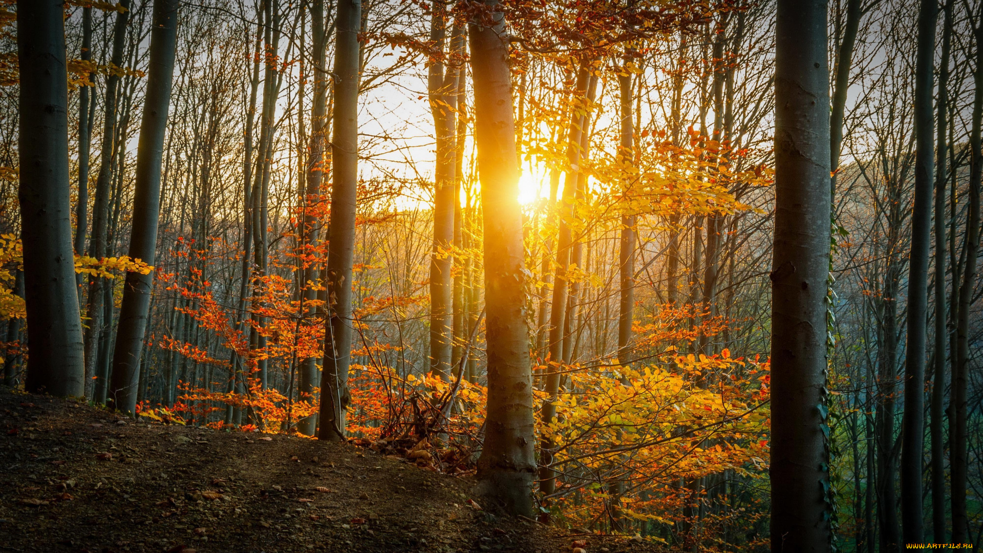 природа, лес, солнце, осень, деревья
