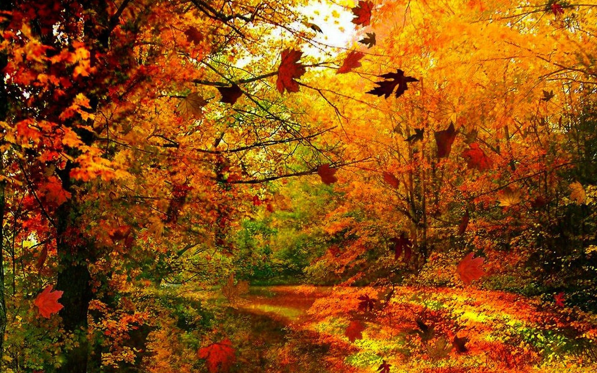 природа, лес, листопад, осень, деревья