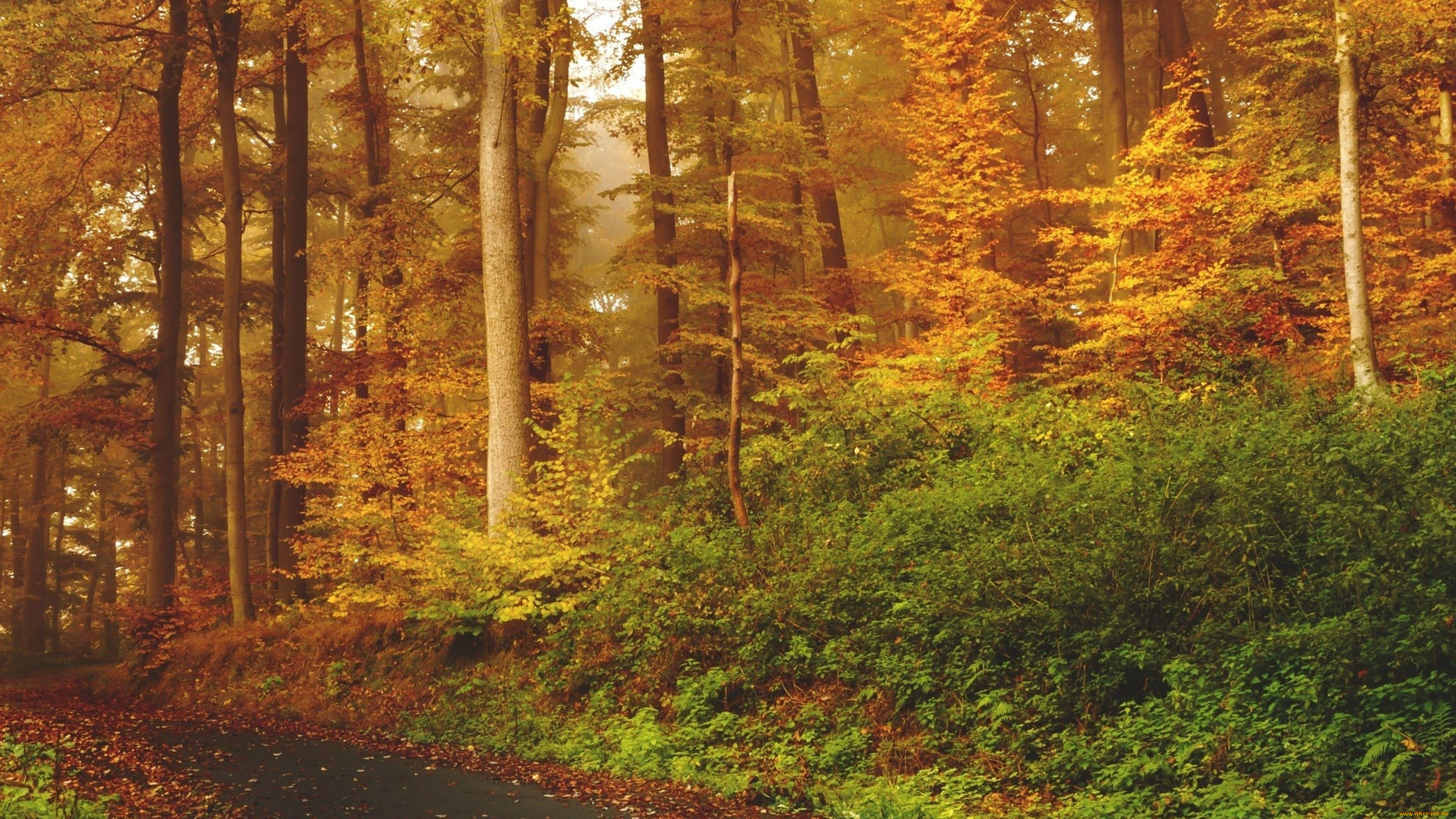 природа, лес, кусты, деревья, дорога, осень