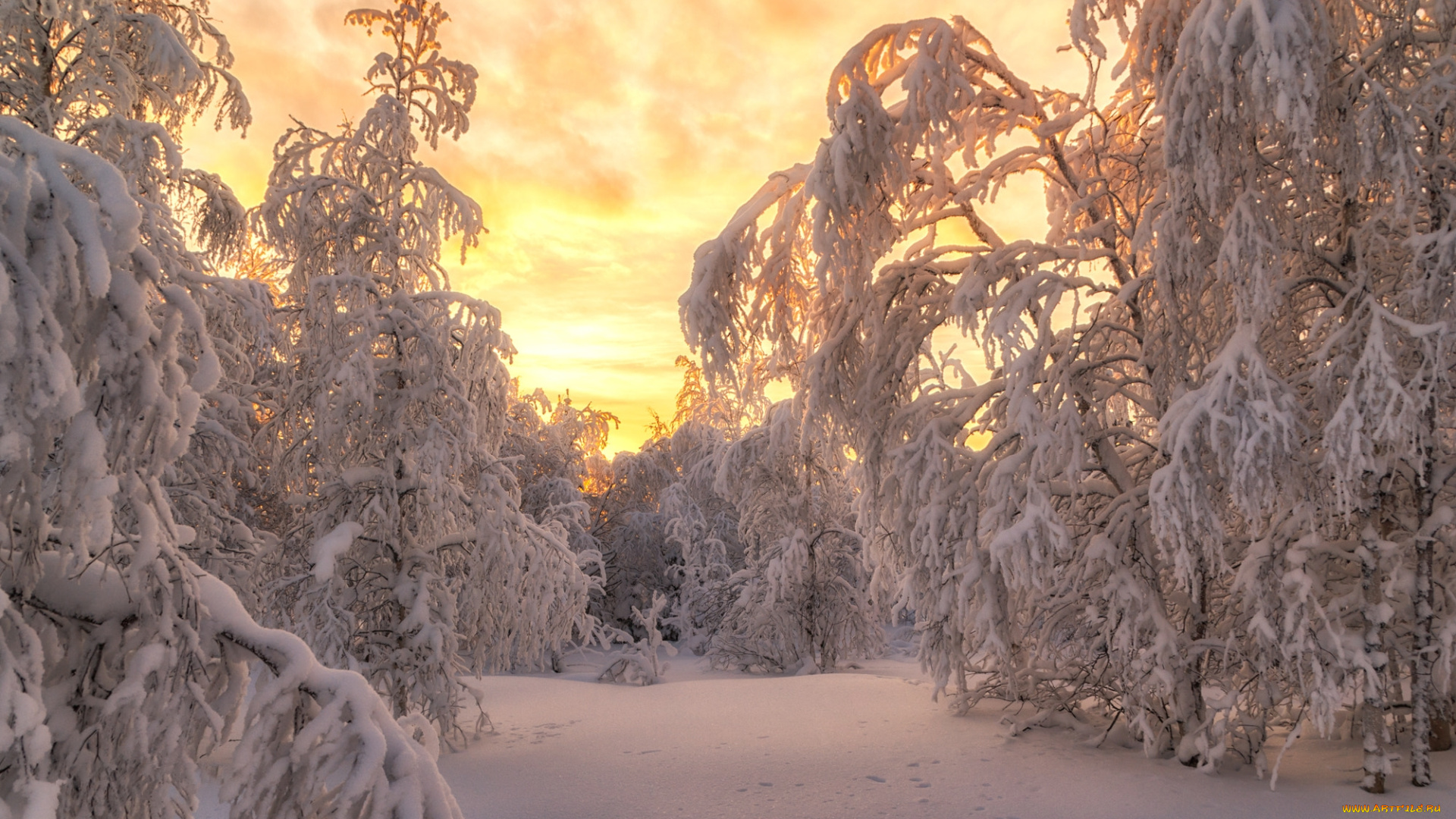 природа, восходы, закаты, россия, салехард, деревья, снег