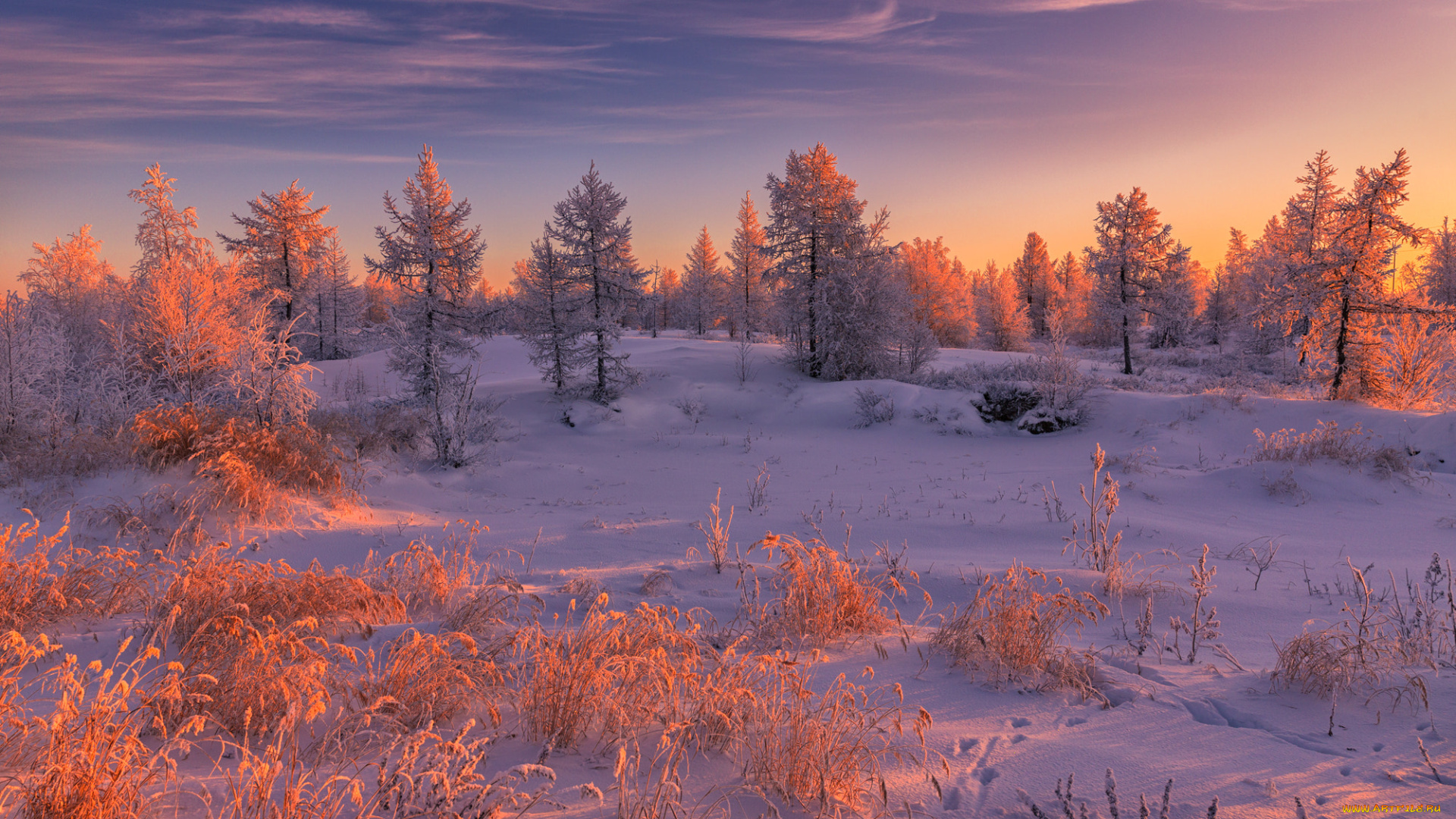 природа, зима, деревья, снег, россия, салехард
