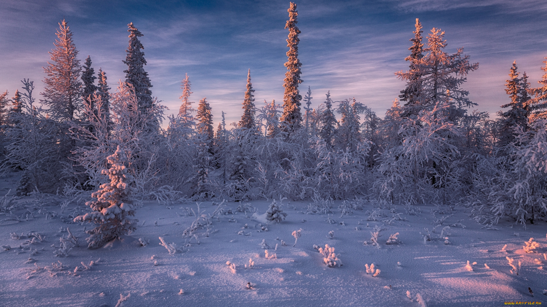 природа, зима, россия, салехард, деревья, снег