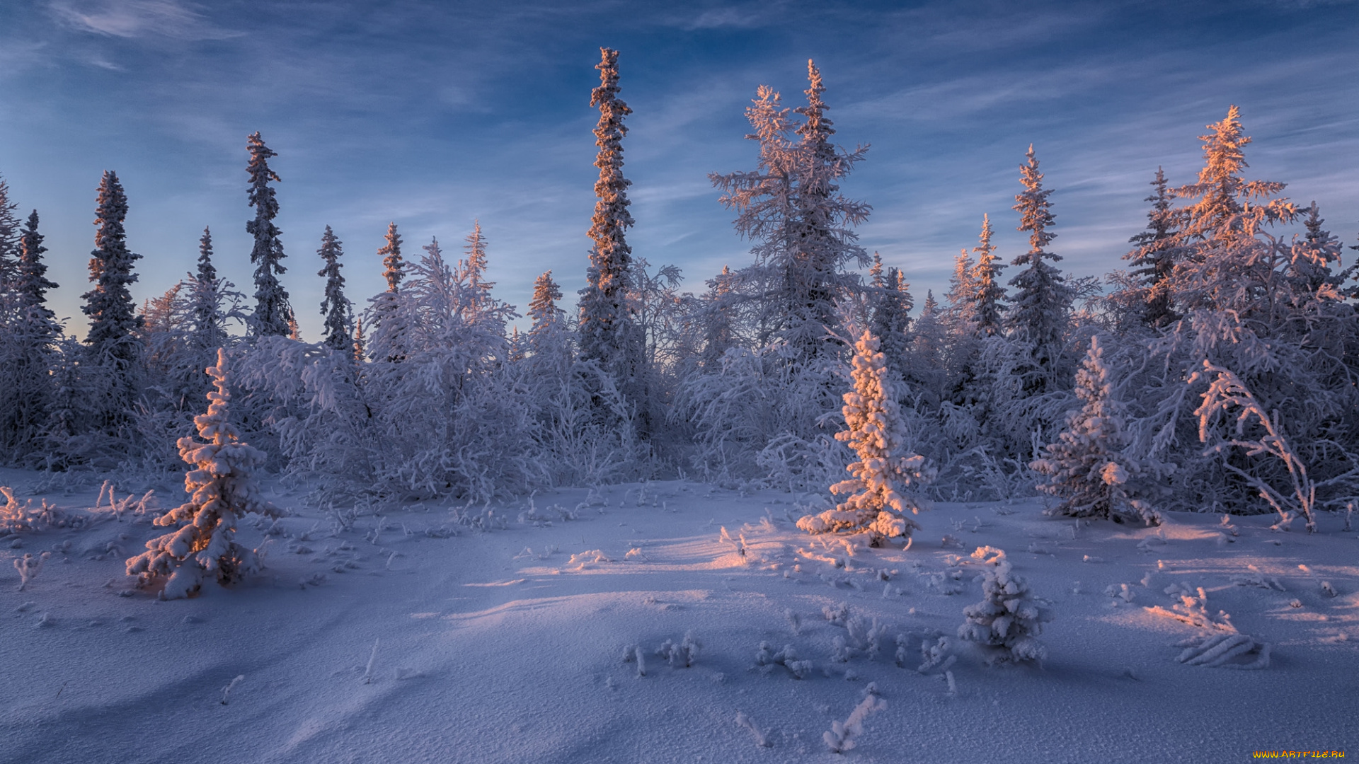 природа, зима, салехард, деревья, снег, россия