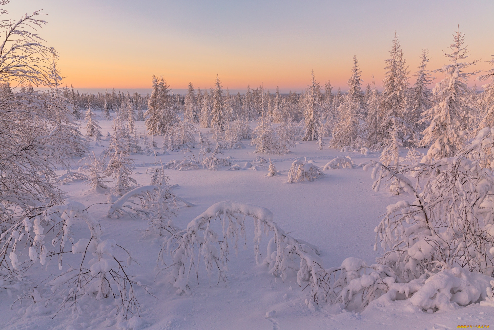 природа, зима, салехард, деревья, снег, россия