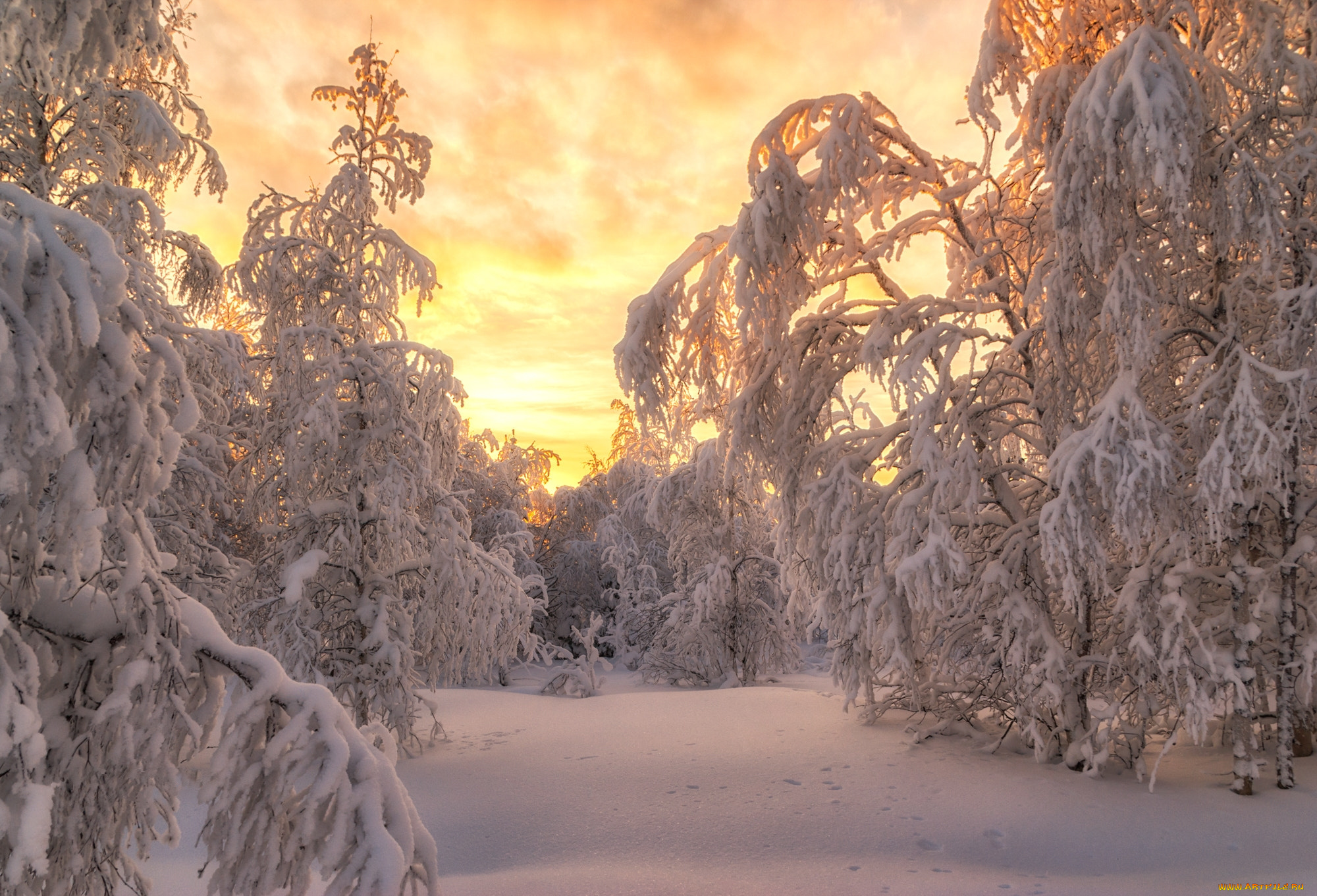 природа, восходы, закаты, россия, салехард, деревья, снег