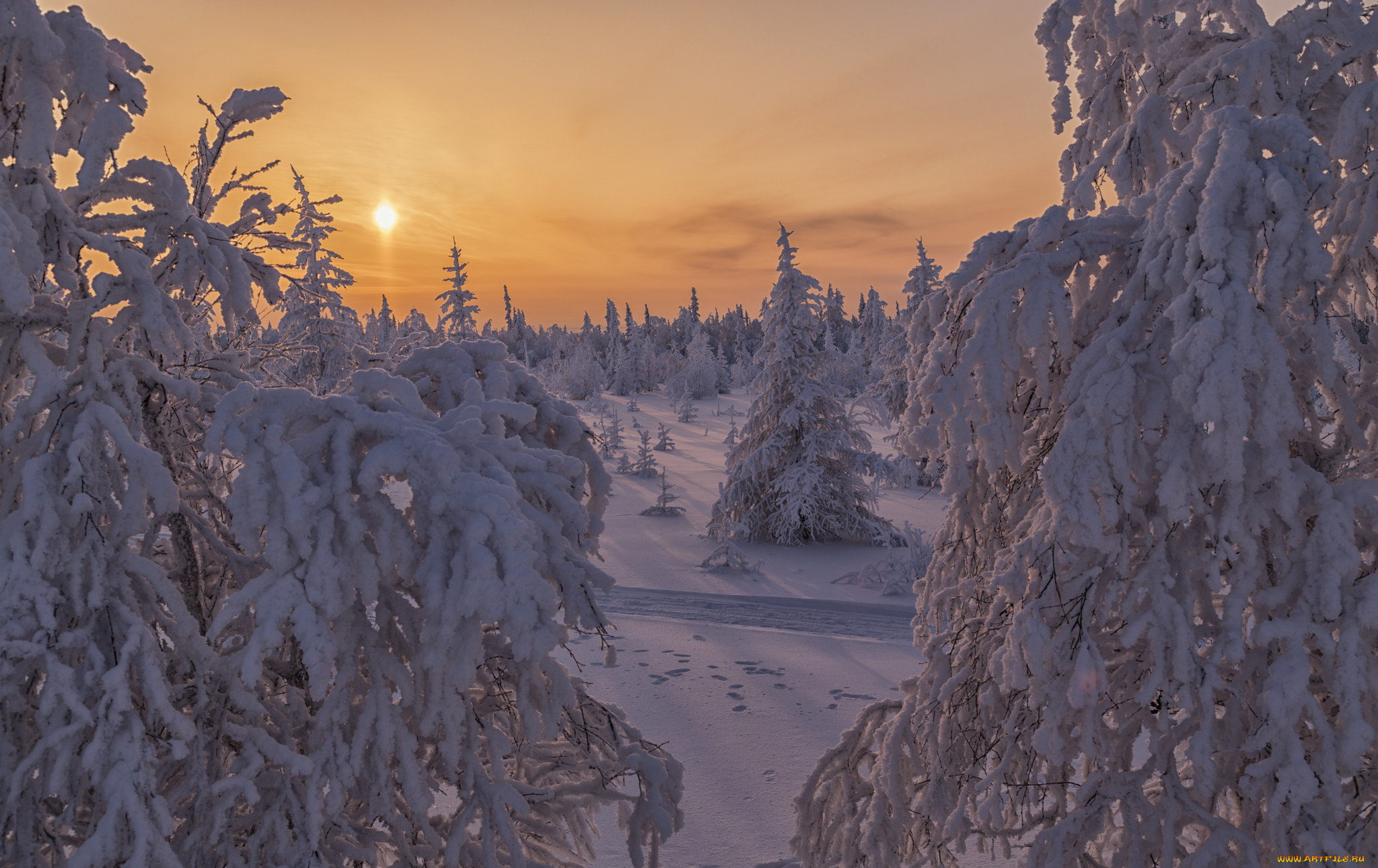 природа, зима, россия, салехард, деревья, снег