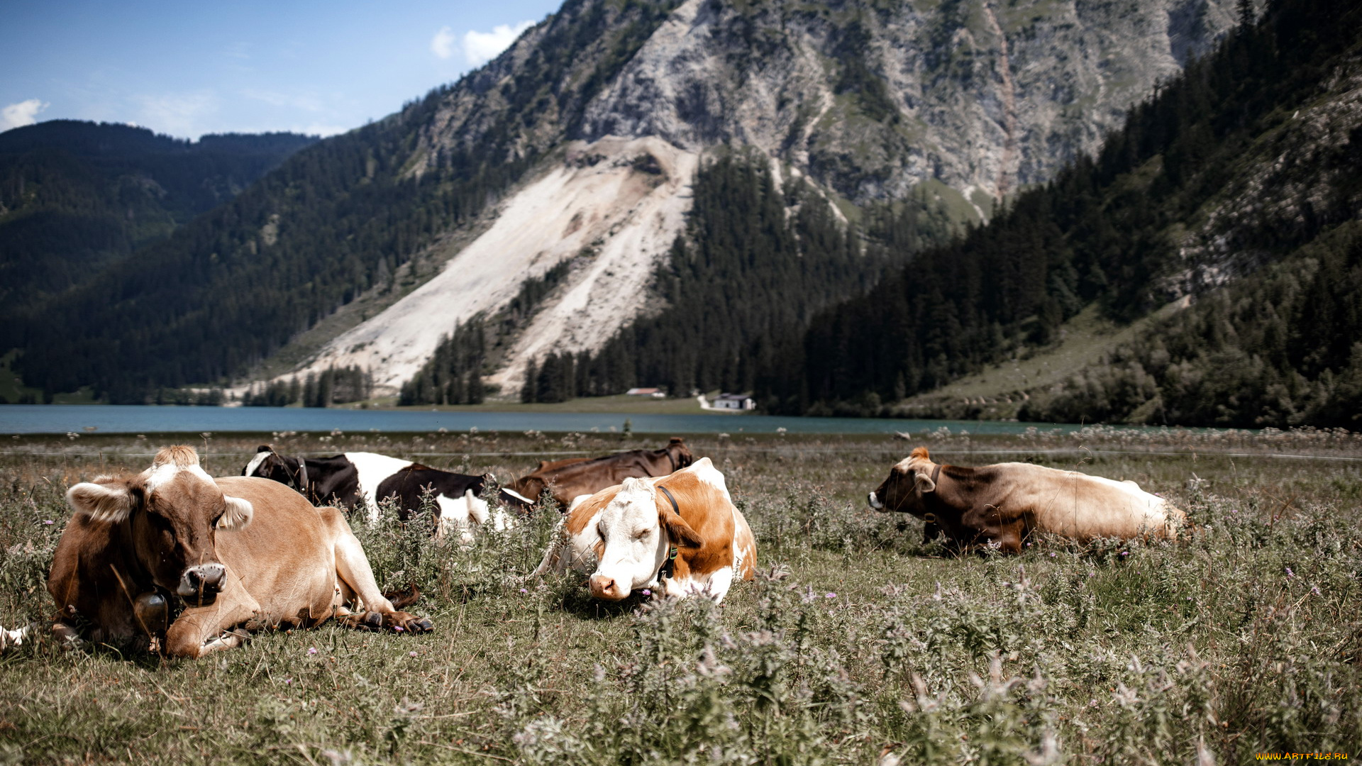 животные, коровы, , буйволы, луг, озеро, горы, австрия
