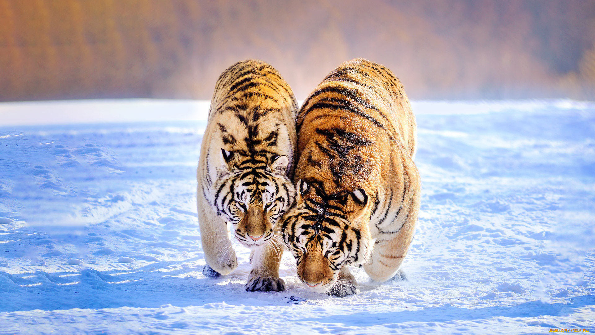 животные, тигры, тигр, зима, хищник, пара, зверь