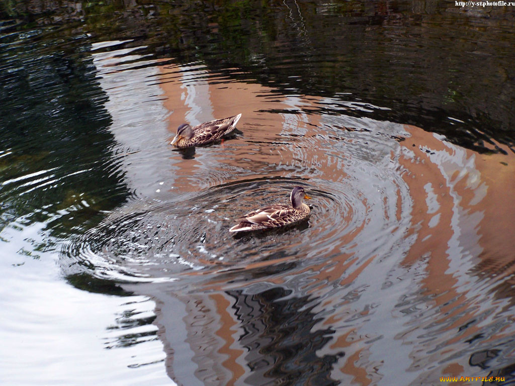 петергоф, нижний, парк, лето, 2005, животные, утки