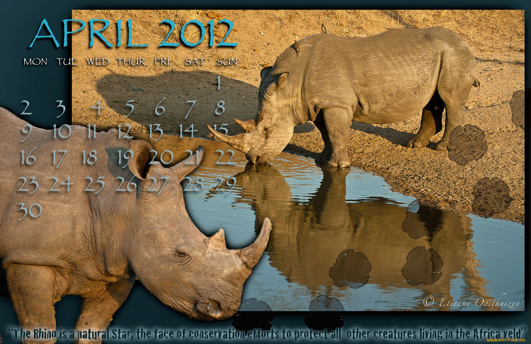 календари, животные, носороги