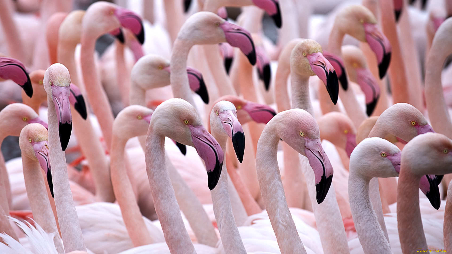 животные, фламинго, розовый, клюв, шея