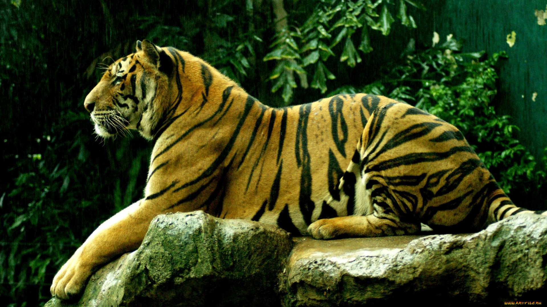 животные, тигры, хищник, раскраска, листья