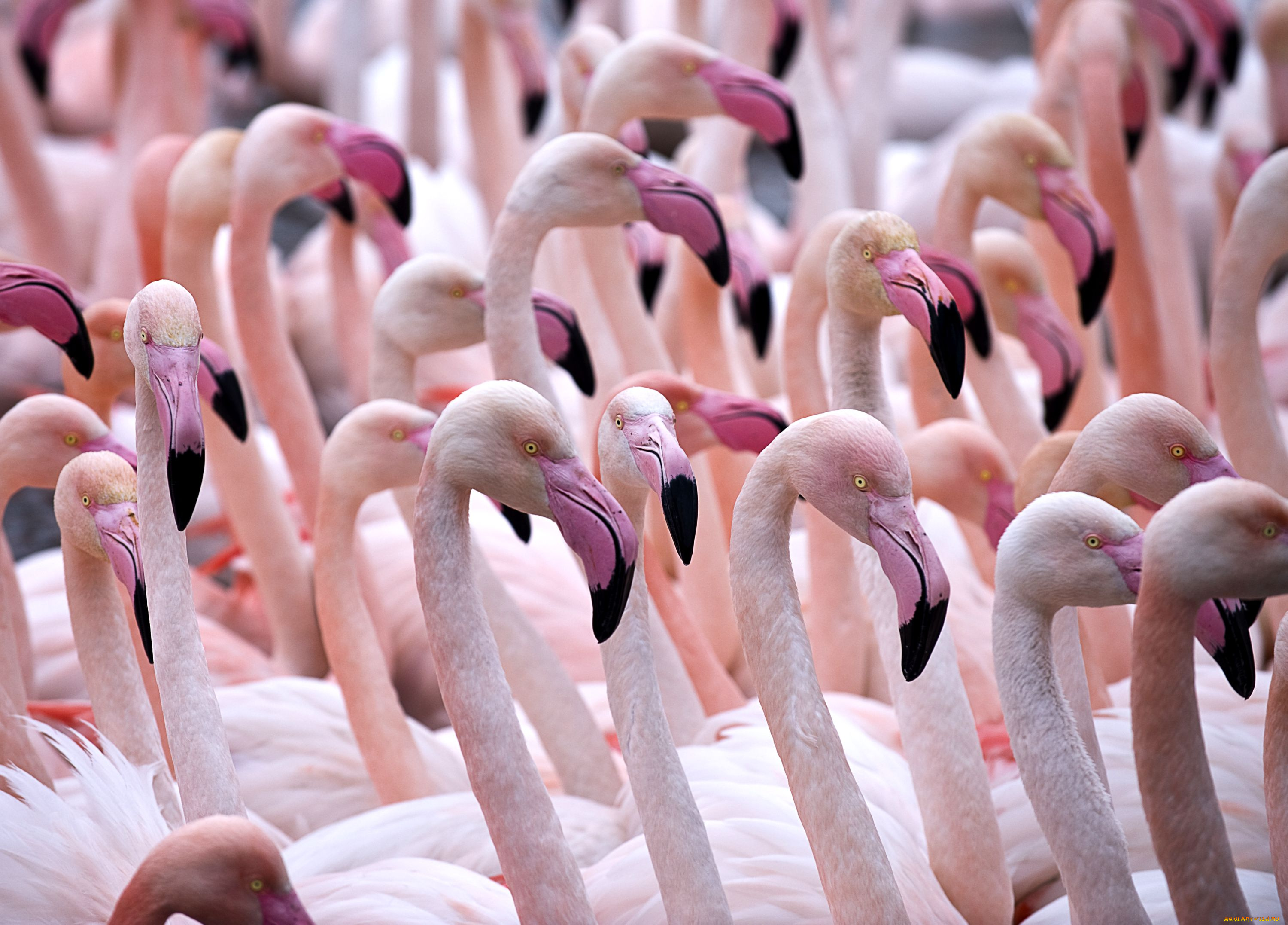 животные, фламинго, розовый, клюв, шея