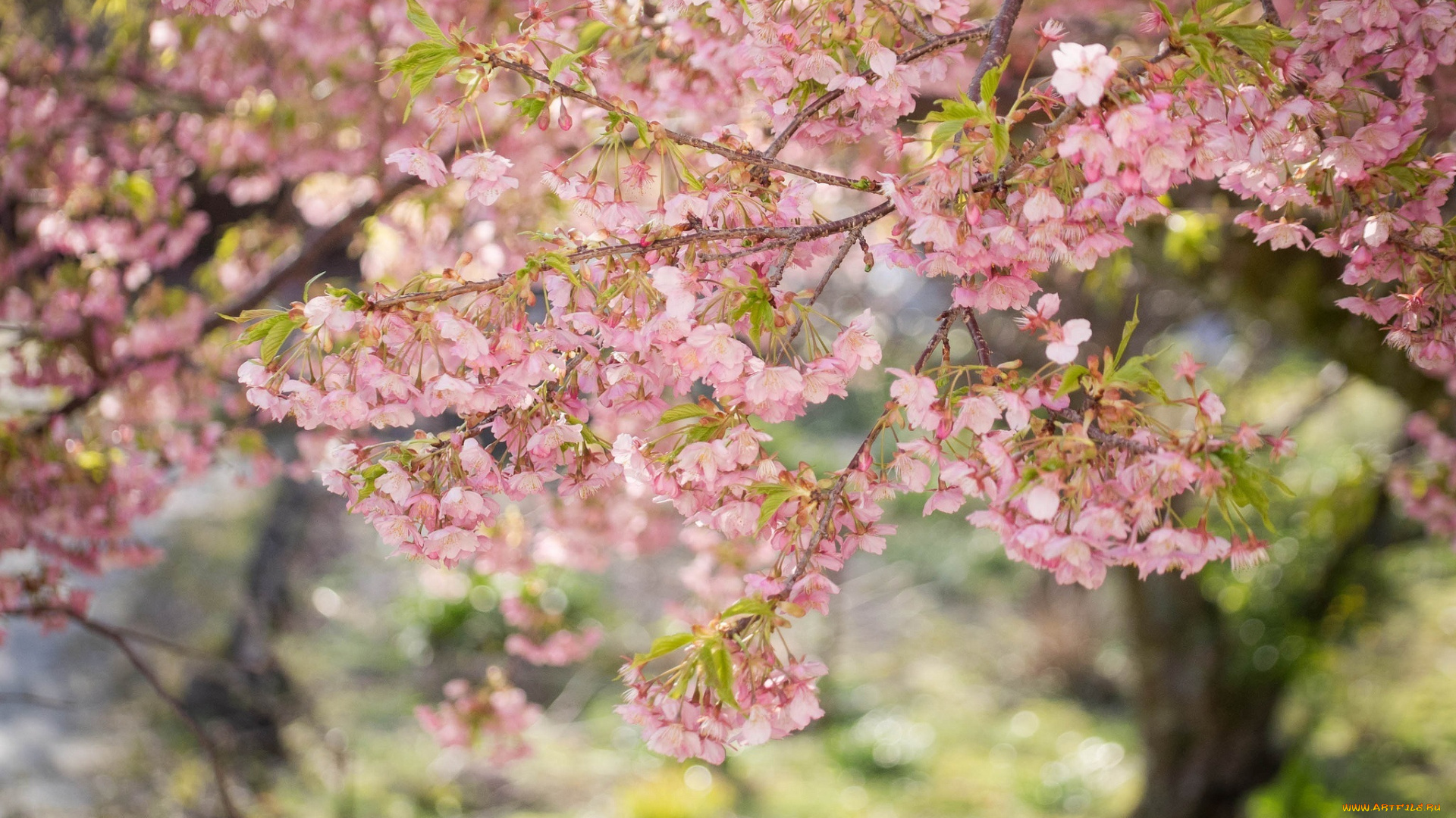 цветы, сакура, , вишня, розовый, нежность, весна, дерево, ветки, цветение
