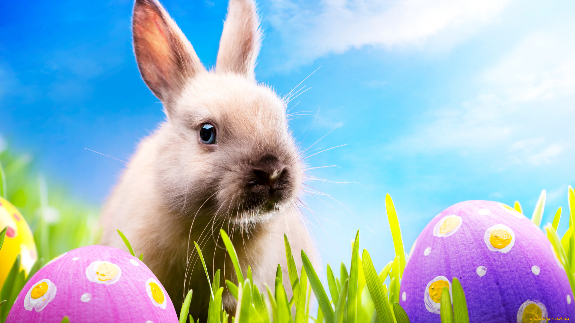 животные, кролики, , зайцы, пасха, easter, spring, кролик, sunshine, rabbit, eggs, meadow, bunny, grass, яйца, луг, трава, весна, blue, sky