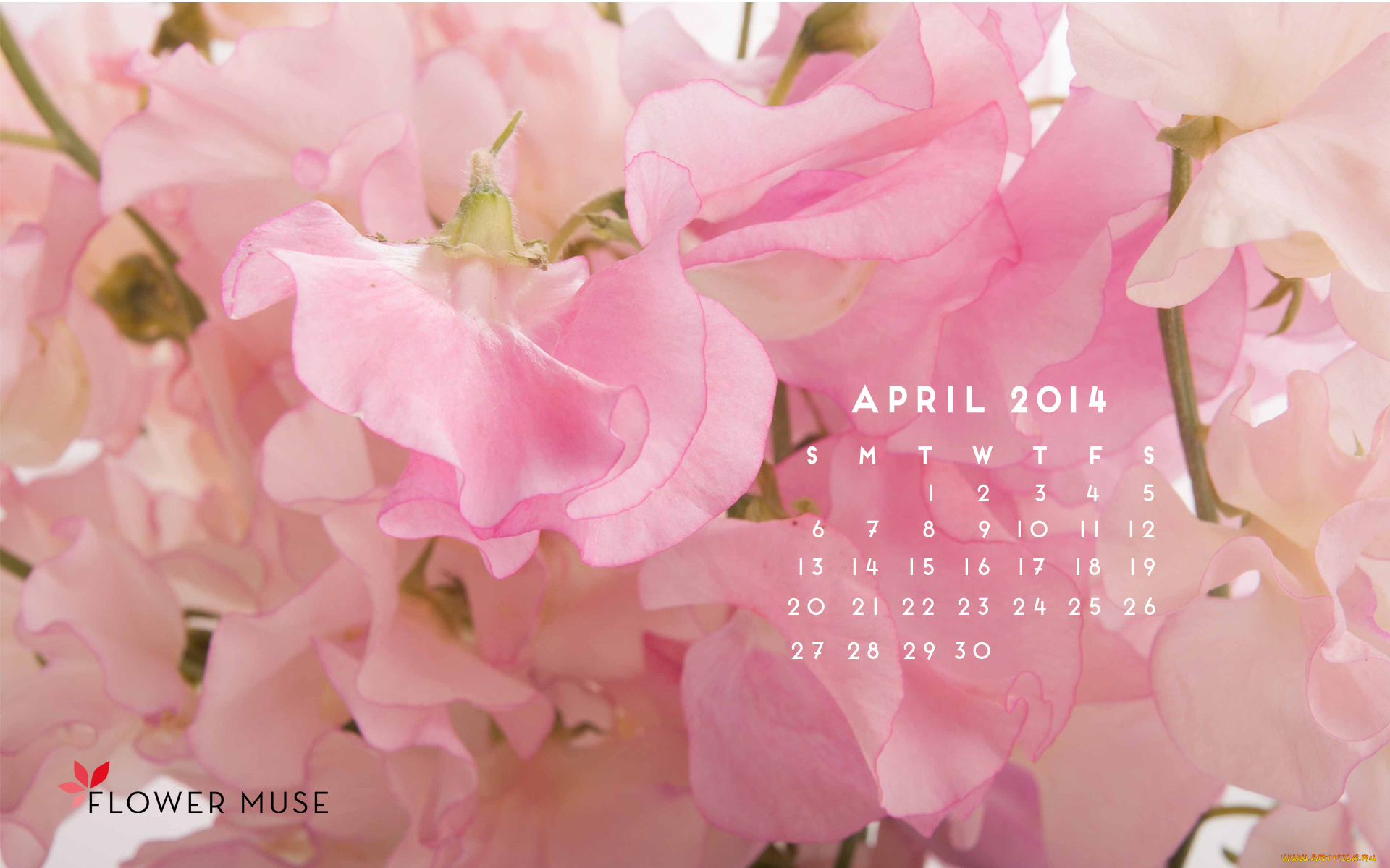 календари, цветы, розовый