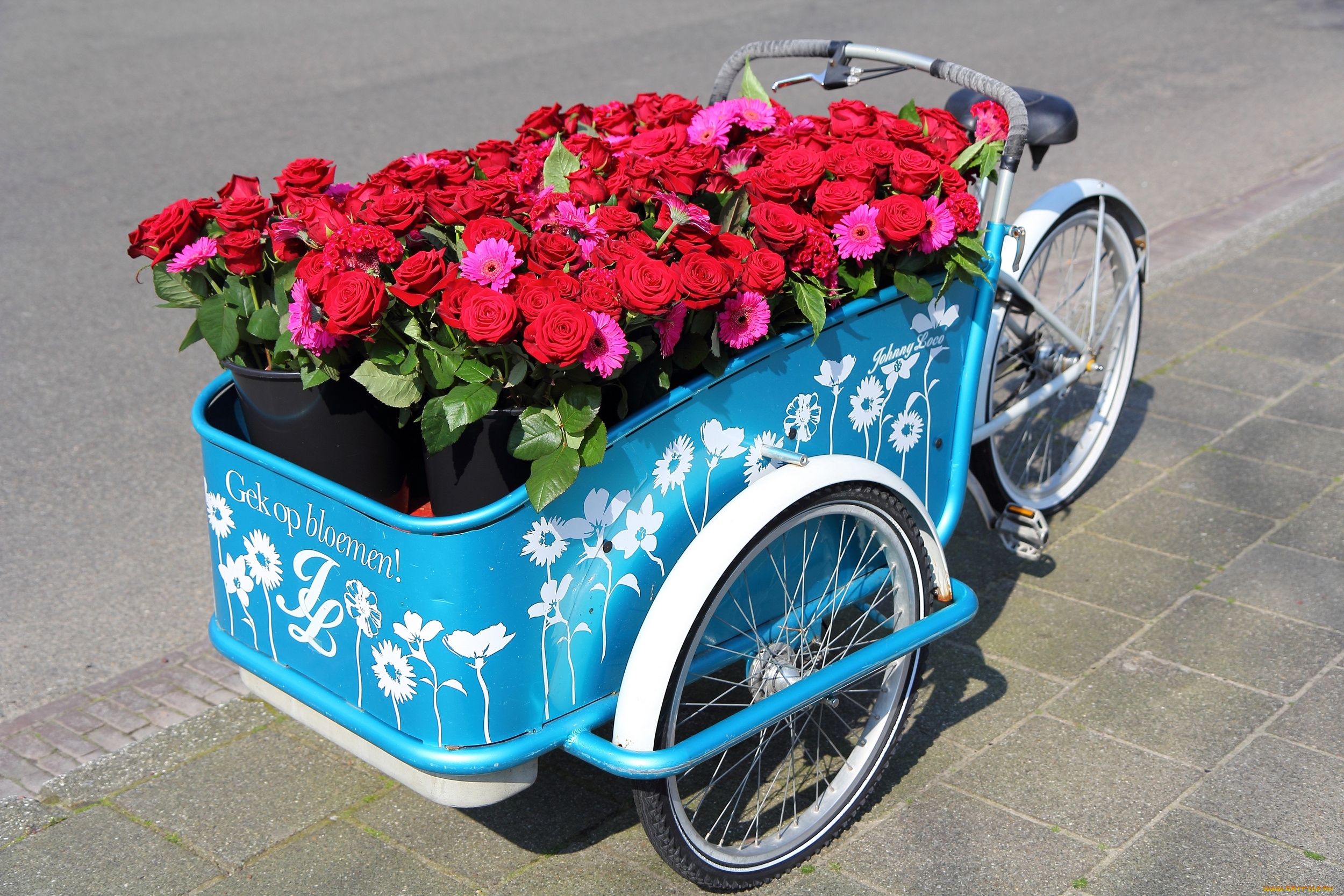 цветы, разные, вместе, герберы, велосипед, розы