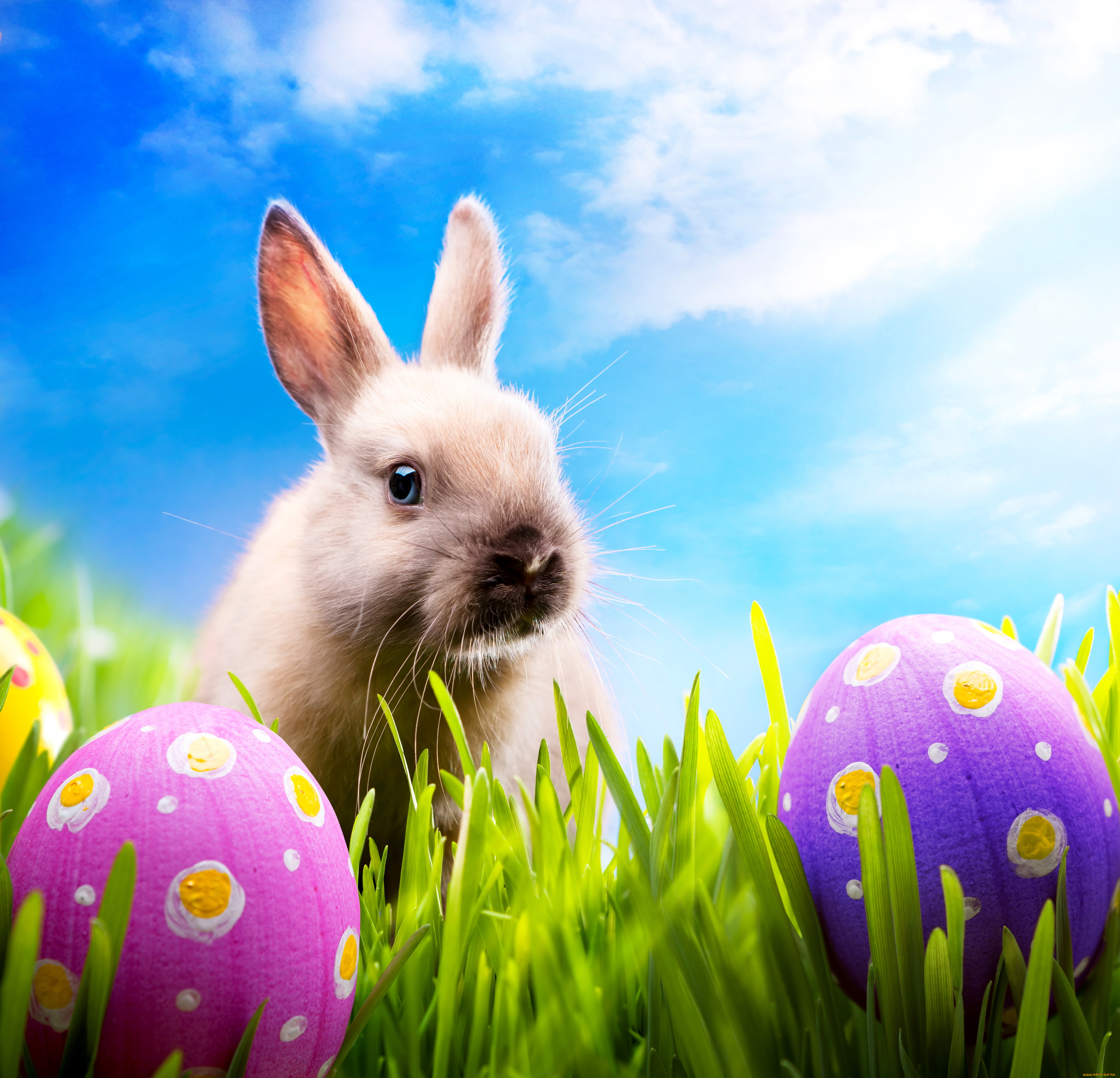 животные, кролики, , зайцы, пасха, easter, spring, кролик, sunshine, rabbit, eggs, meadow, bunny, grass, яйца, луг, трава, весна, blue, sky