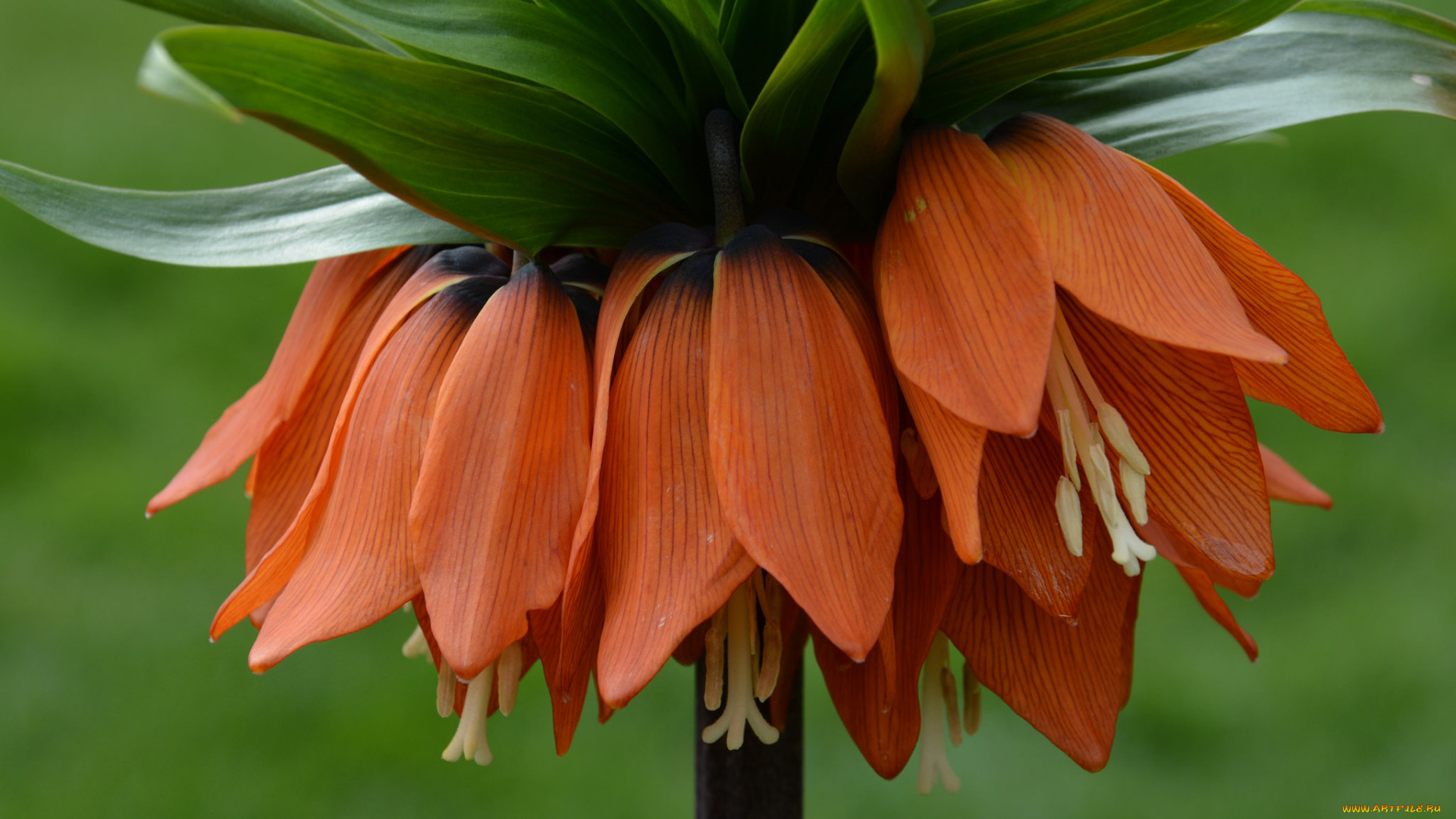 цветы, лилии, , лилейники, bloom, lily, лепестки, цветение, petals