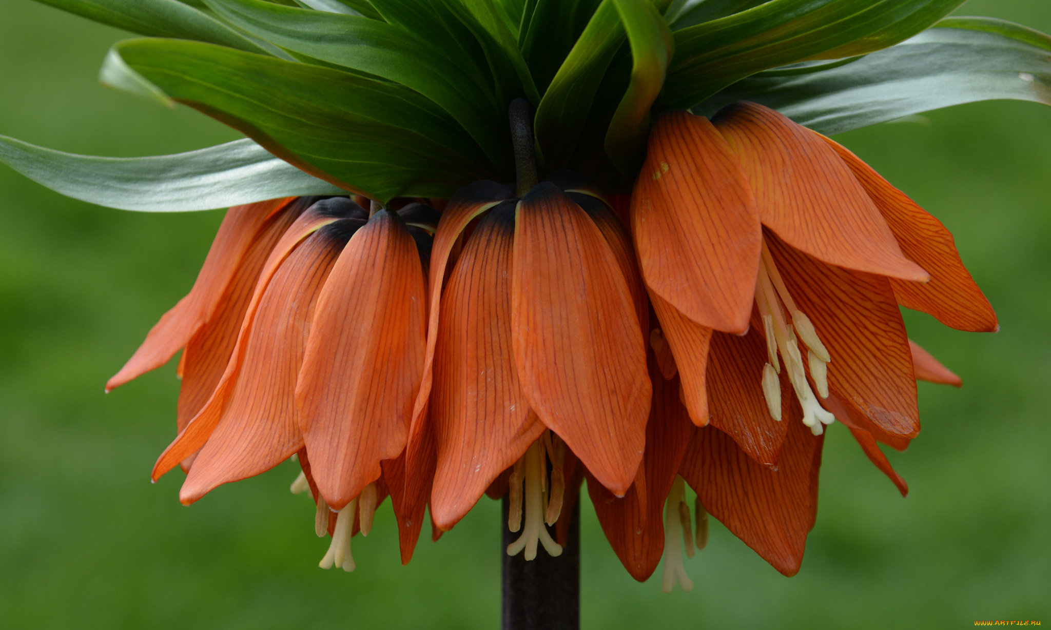 цветы, лилии, , лилейники, bloom, lily, лепестки, цветение, petals