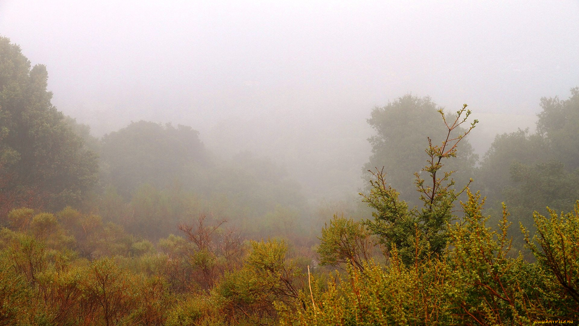 природа, пейзажи, туман, кусты, деревья, утро