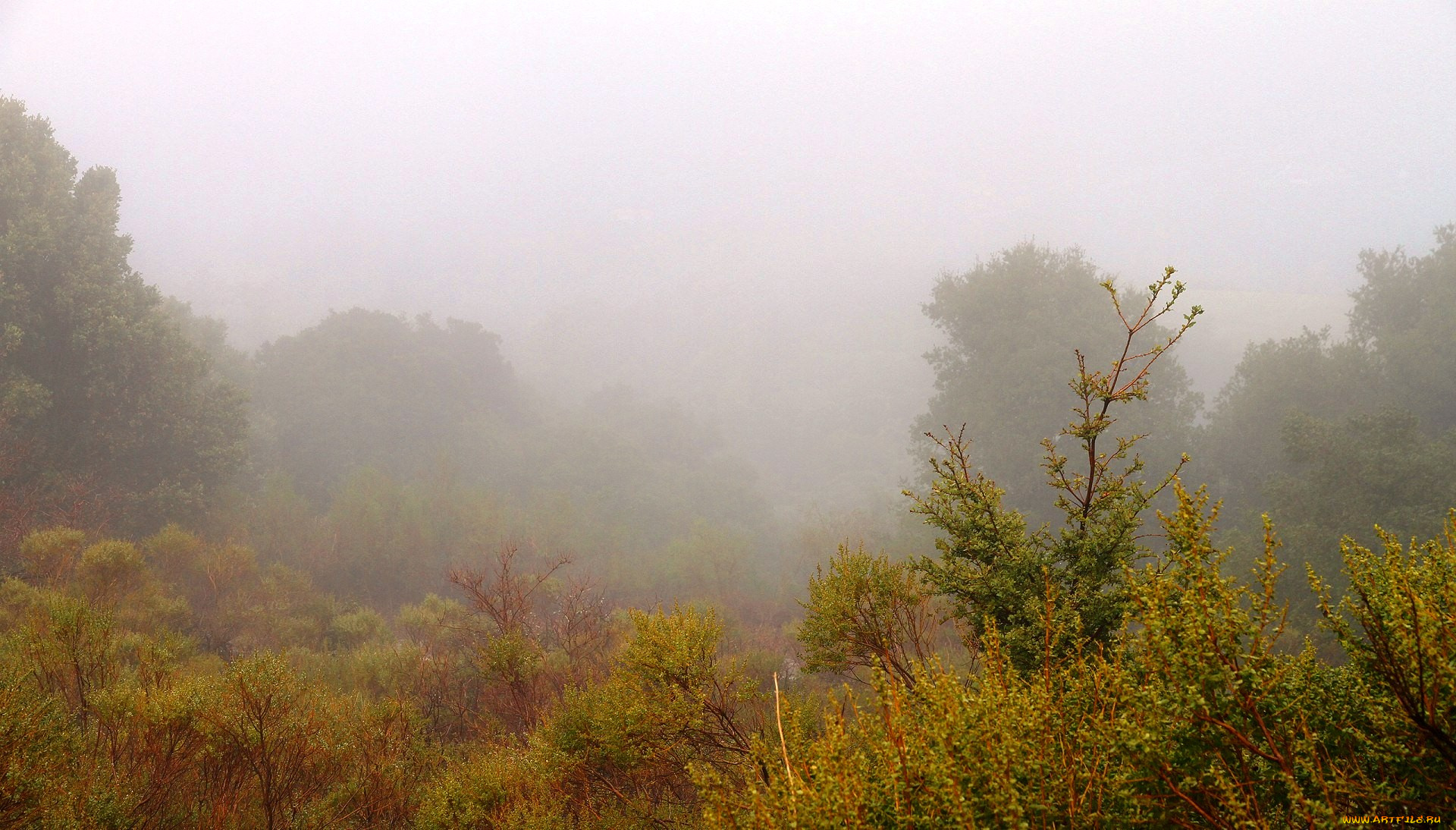 природа, пейзажи, туман, кусты, деревья, утро