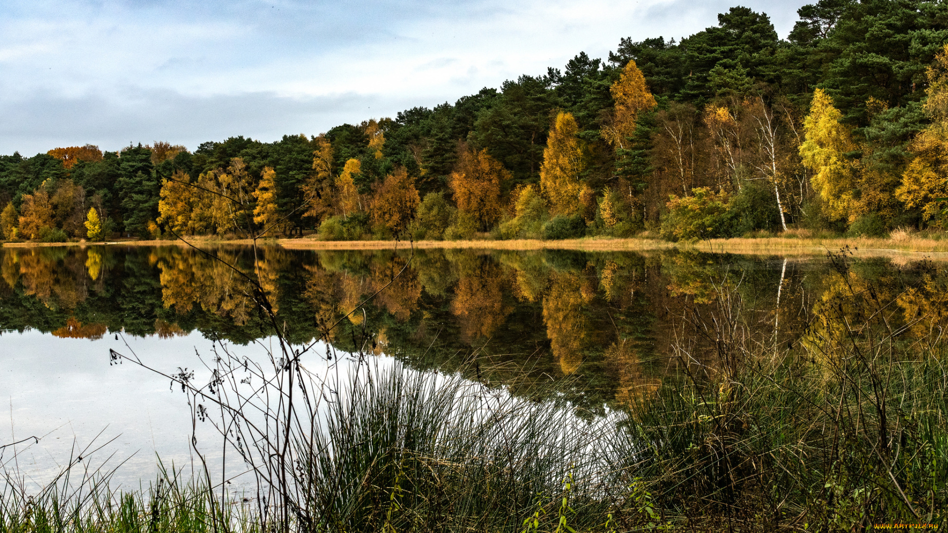 природа, реки, озера, лес, река