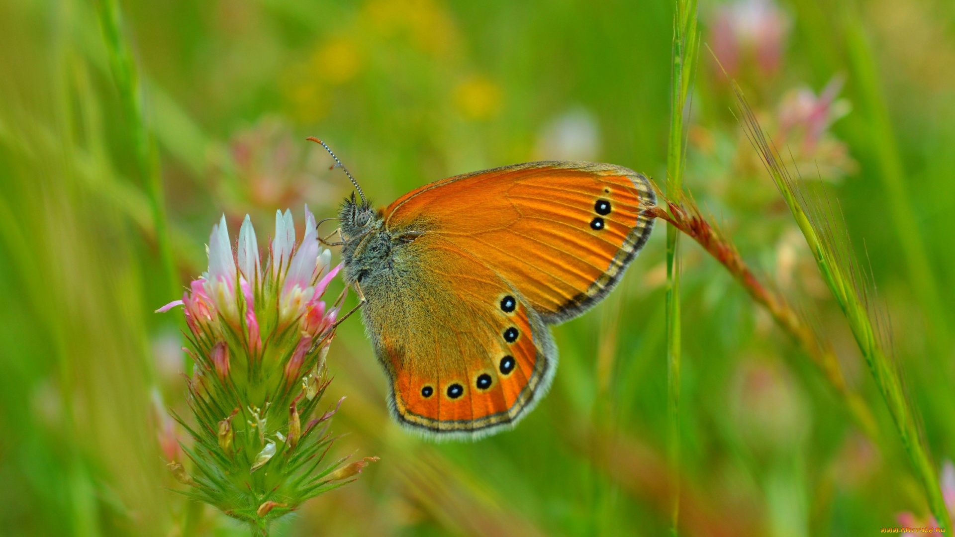 животные, бабочки, , мотыльки, , моли, бабочка, spring, макро, macro, весна, butterfly