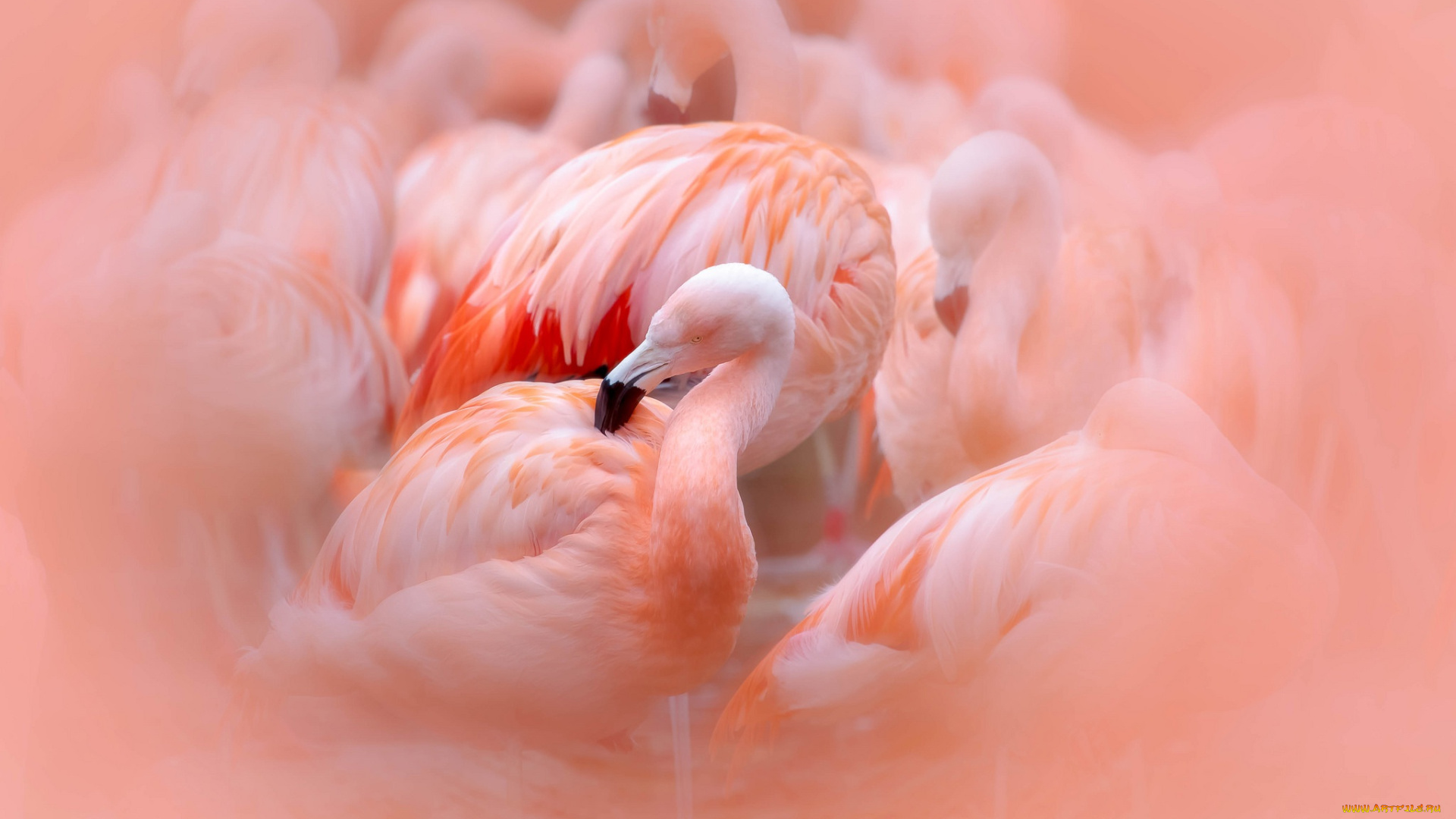 животные, фламинго, розовые, птицы