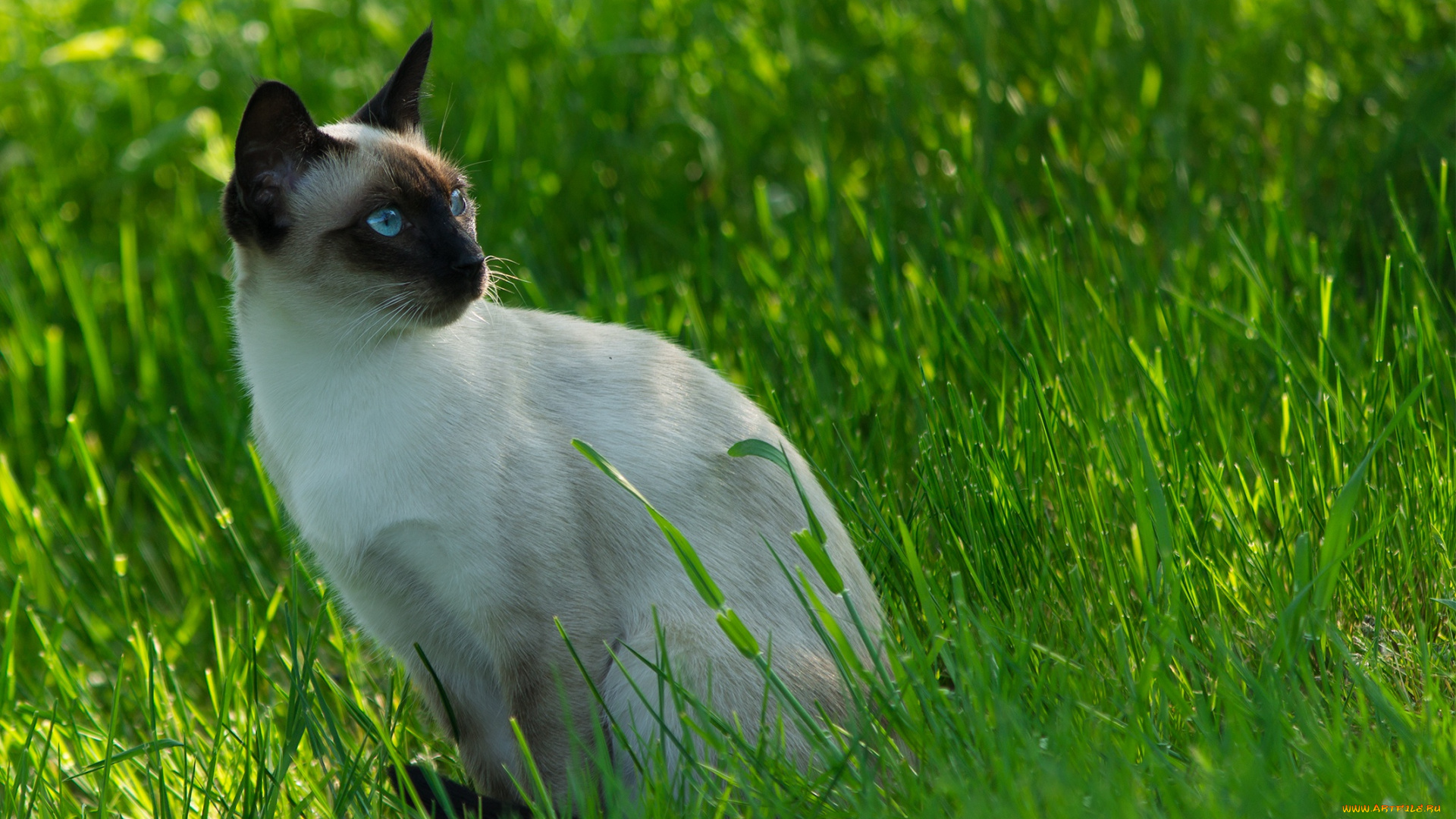 животные, коты, cat, siamese, сиамский, кот