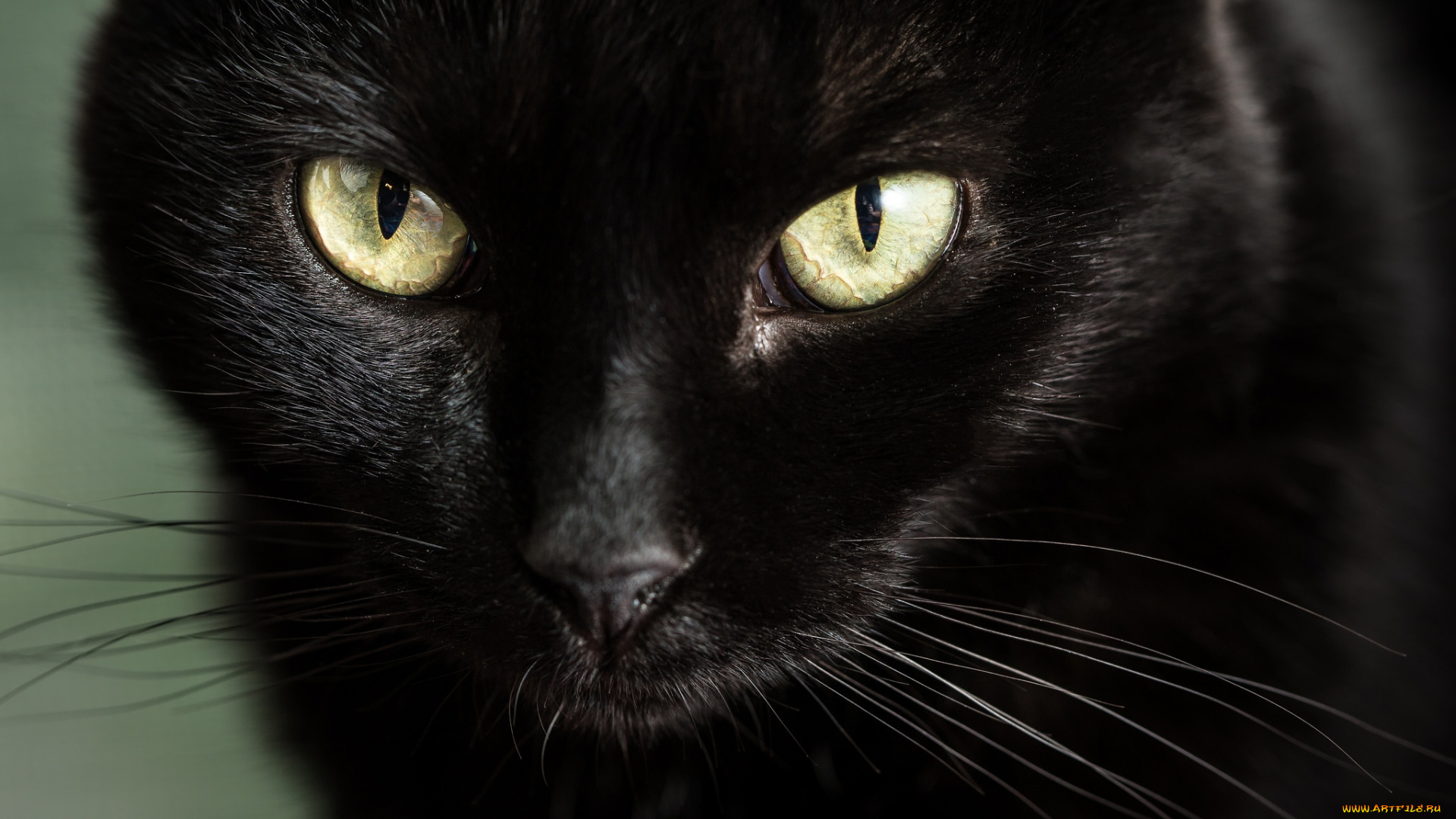 животные, коты, глаза, взгляд, мордочка, чёрная, кошка