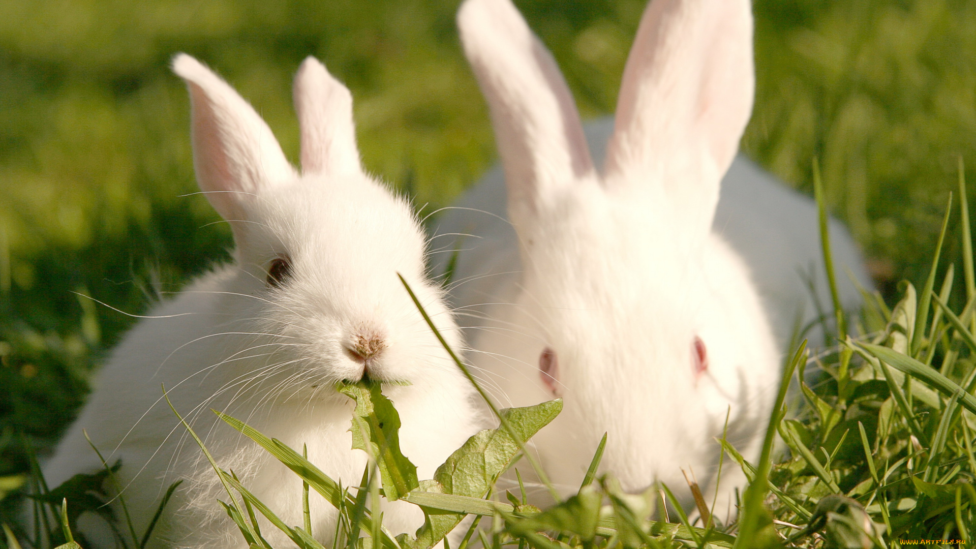 животные, кролики, , зайцы, трава, пара, белые