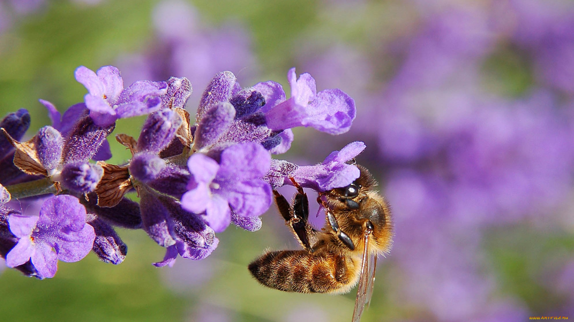 животные, пчелы, , осы, , шмели, пчела, нектар, цветок