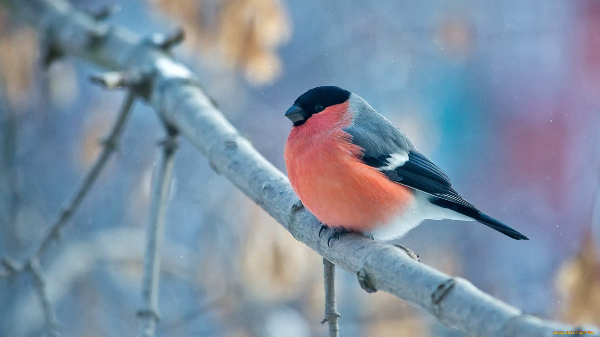 животные, снегири, птица, ветка, снегирь, bullfinch