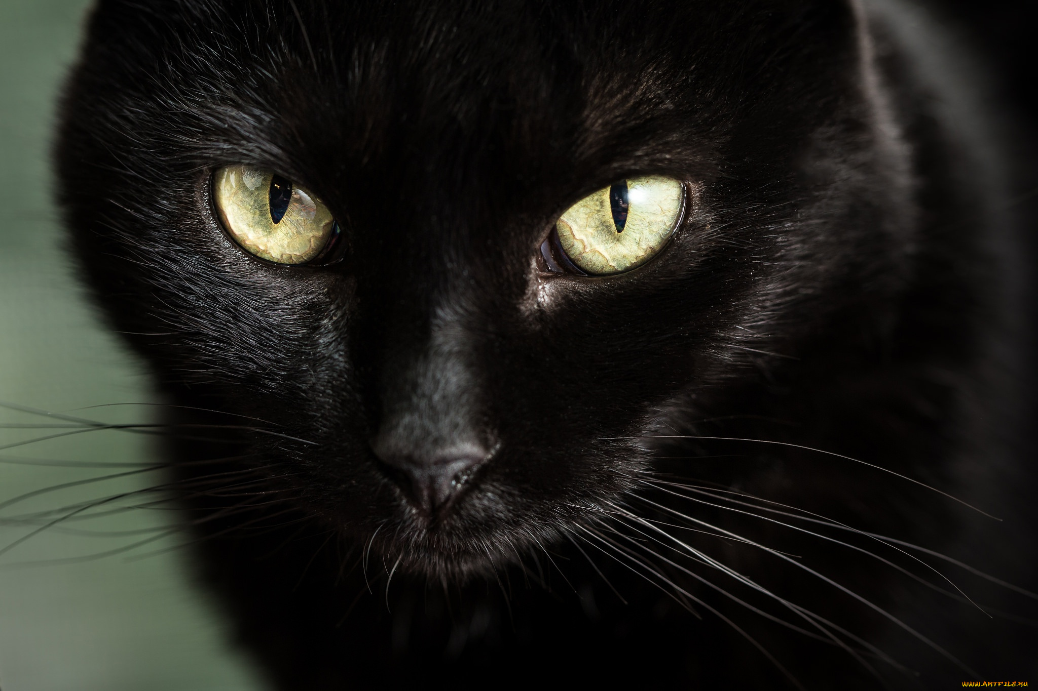 животные, коты, глаза, взгляд, мордочка, чёрная, кошка