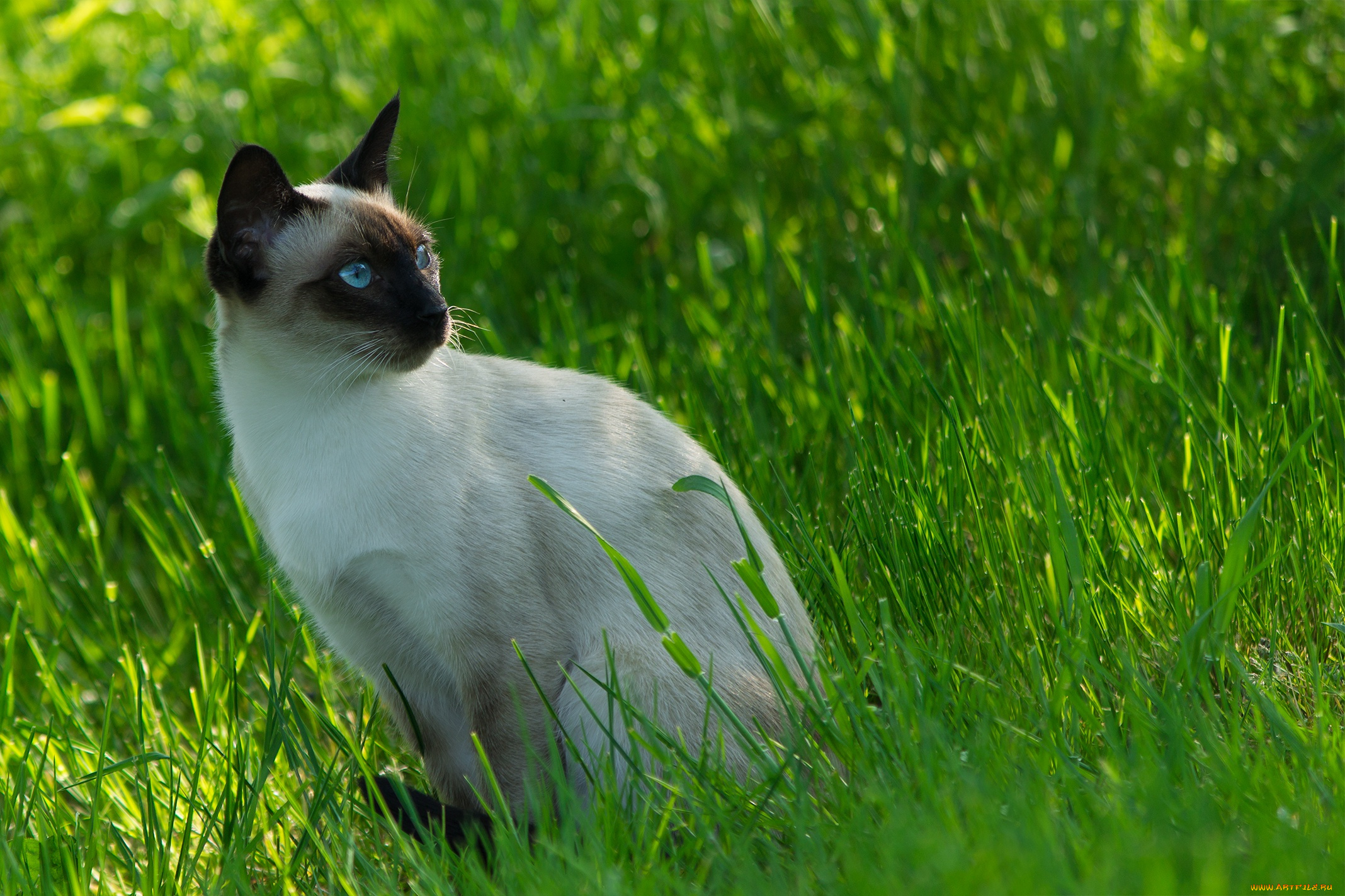 животные, коты, cat, siamese, сиамский, кот