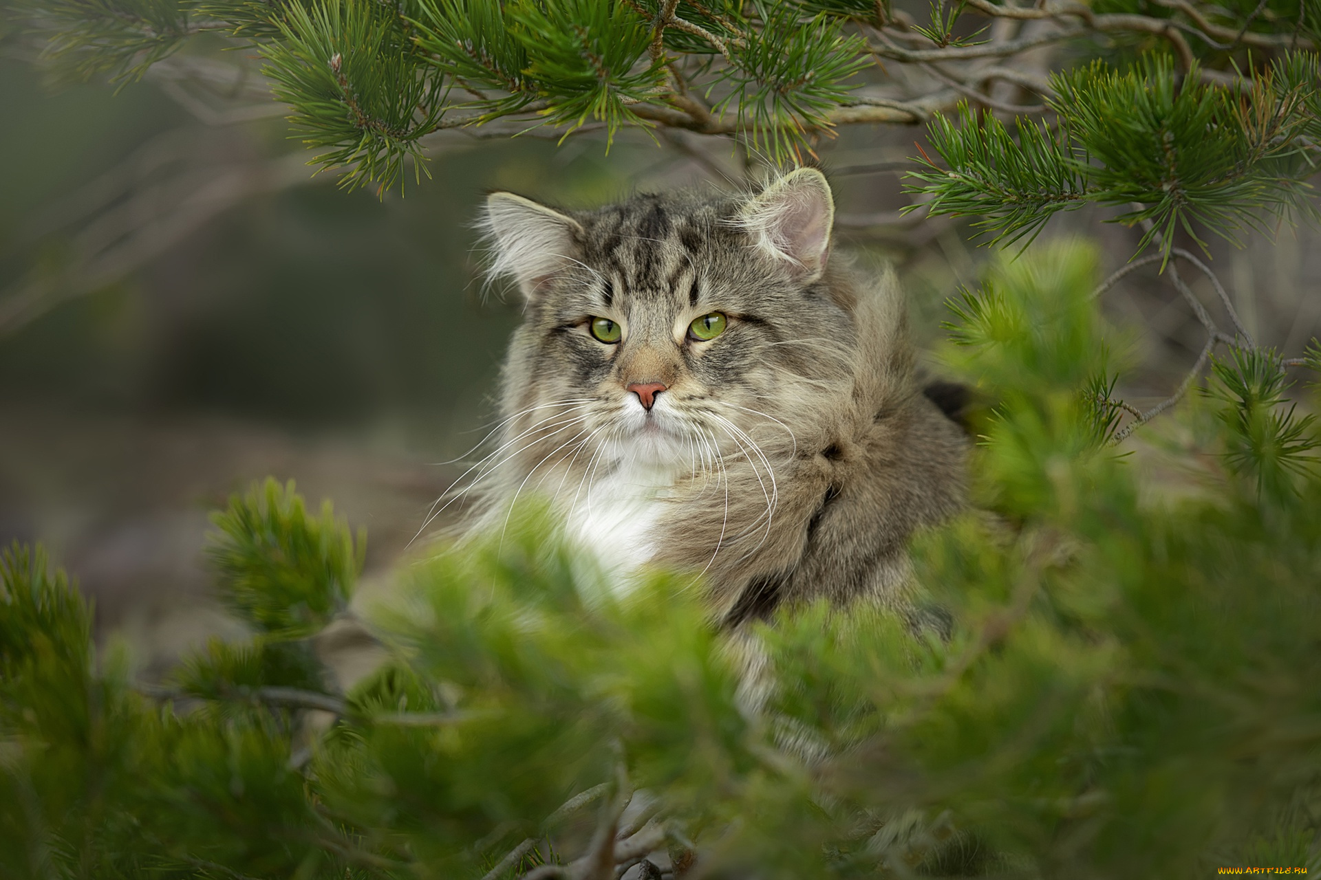 животные, дикие, кошки, дикий, кот