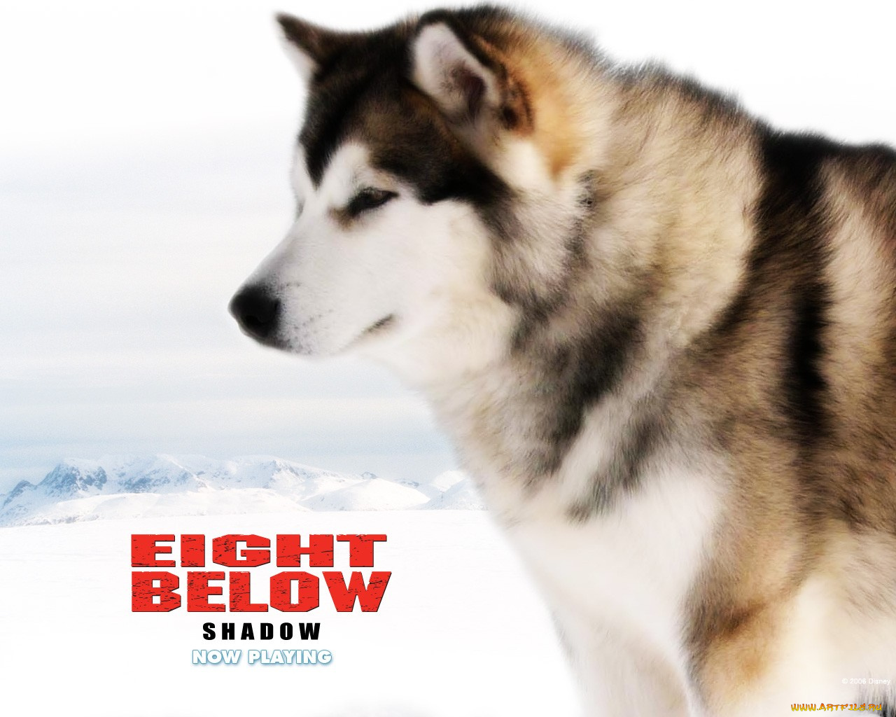 кино, фильмы, eight, below