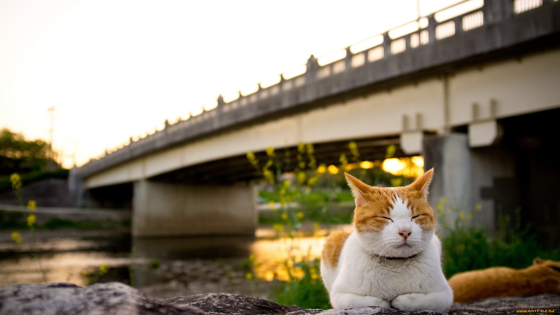 животные, коты, кошка, мост, закат