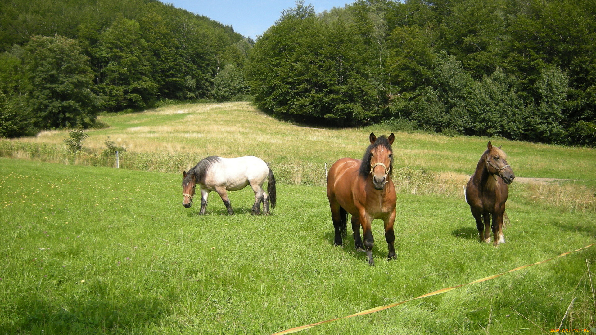 животные, лошади, пастбище, трава