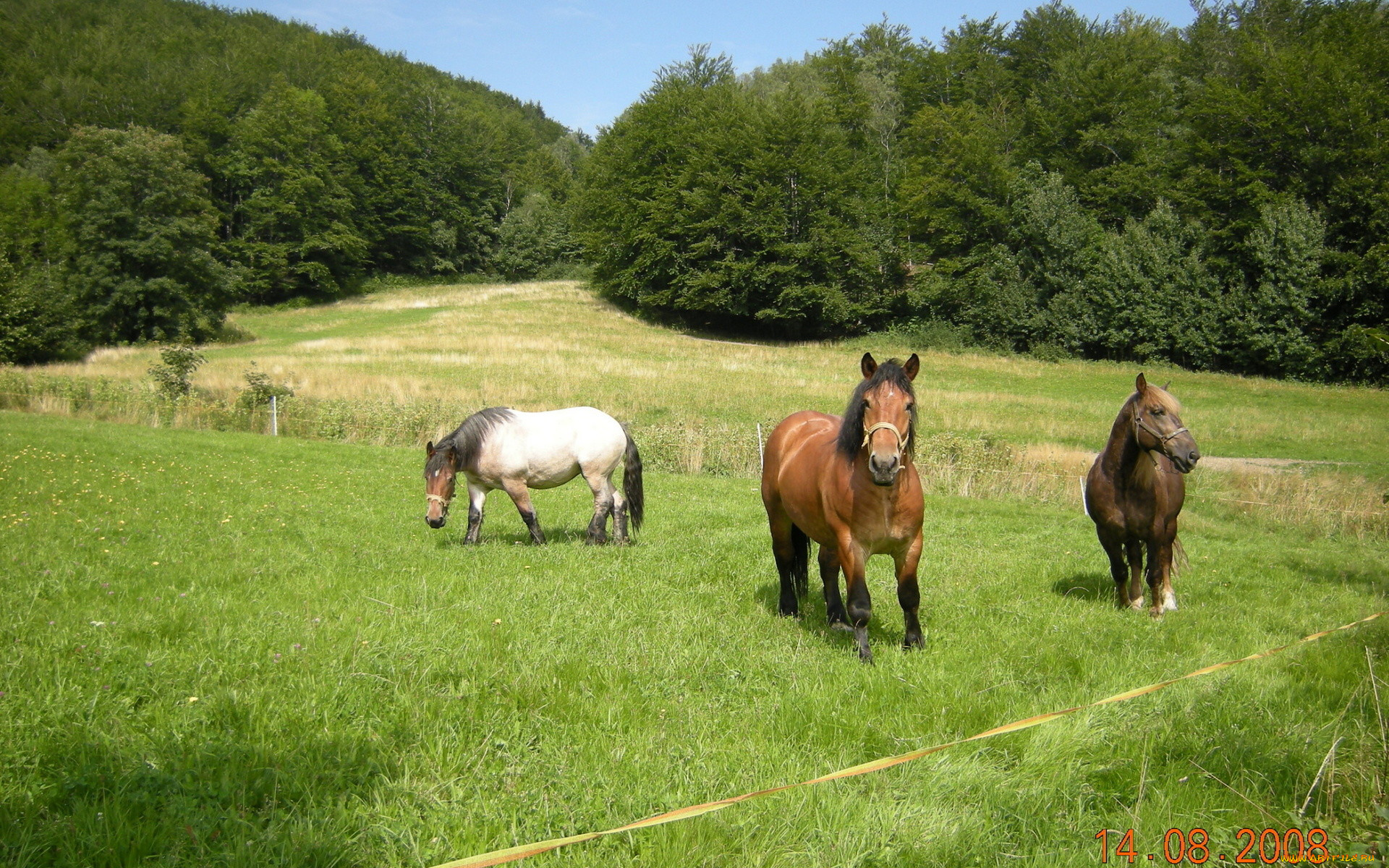 животные, лошади, пастбище, трава