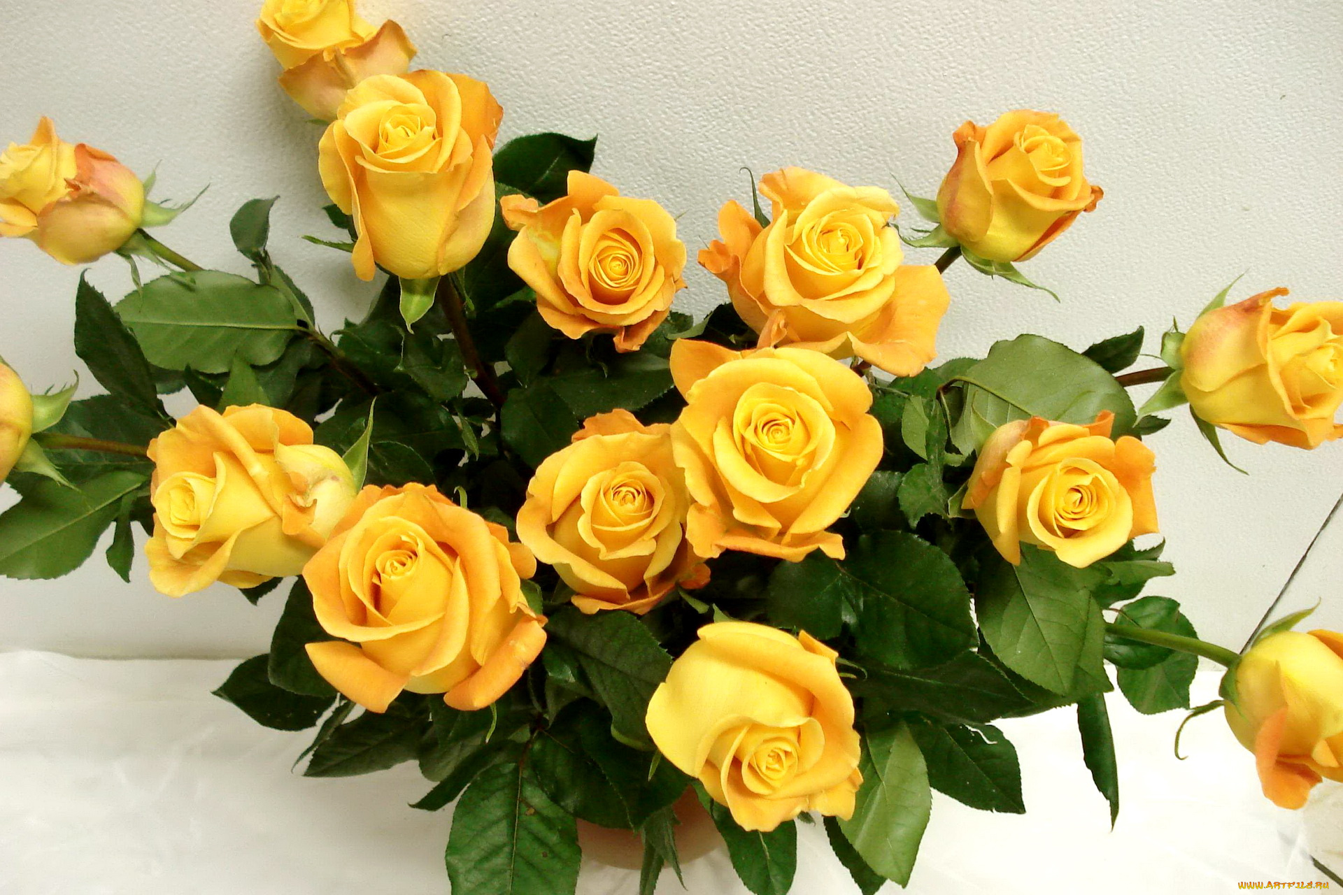 природа цветы розы желтые белые букет nature flowers rose yellow white bouquet загрузить